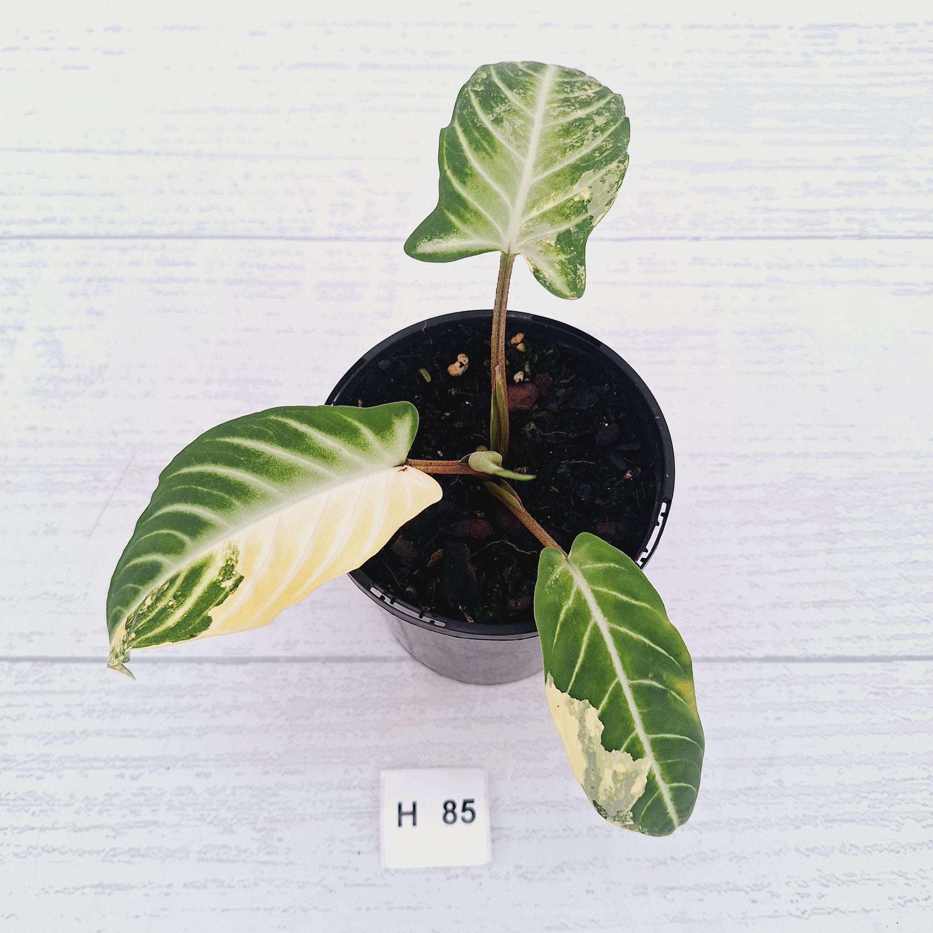 Phyllotaenium lindenii Magnificum Variegata - sale