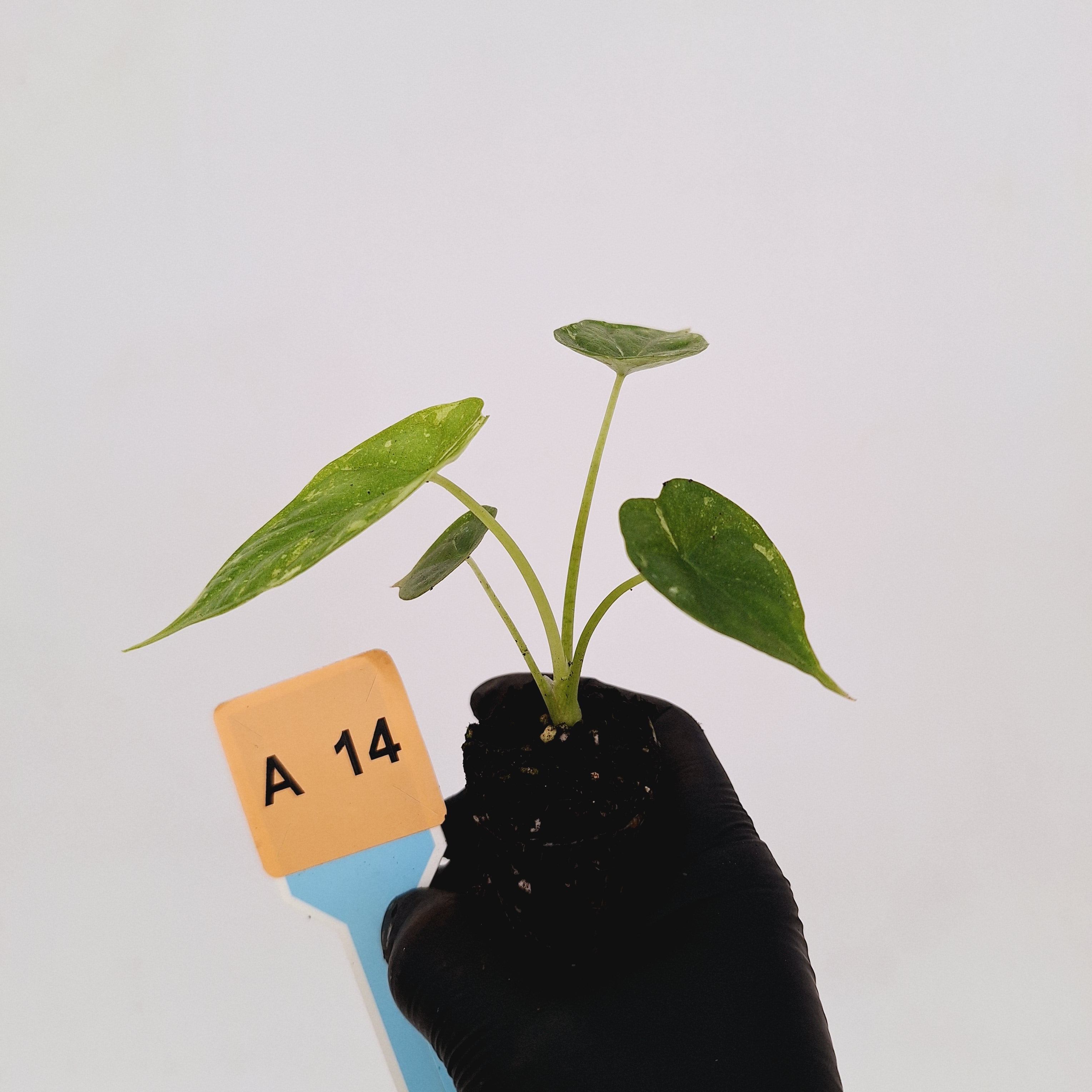 Alocasia Dragon Scale &#39;Marble&#39; Variegata - Bare Bottom Baby