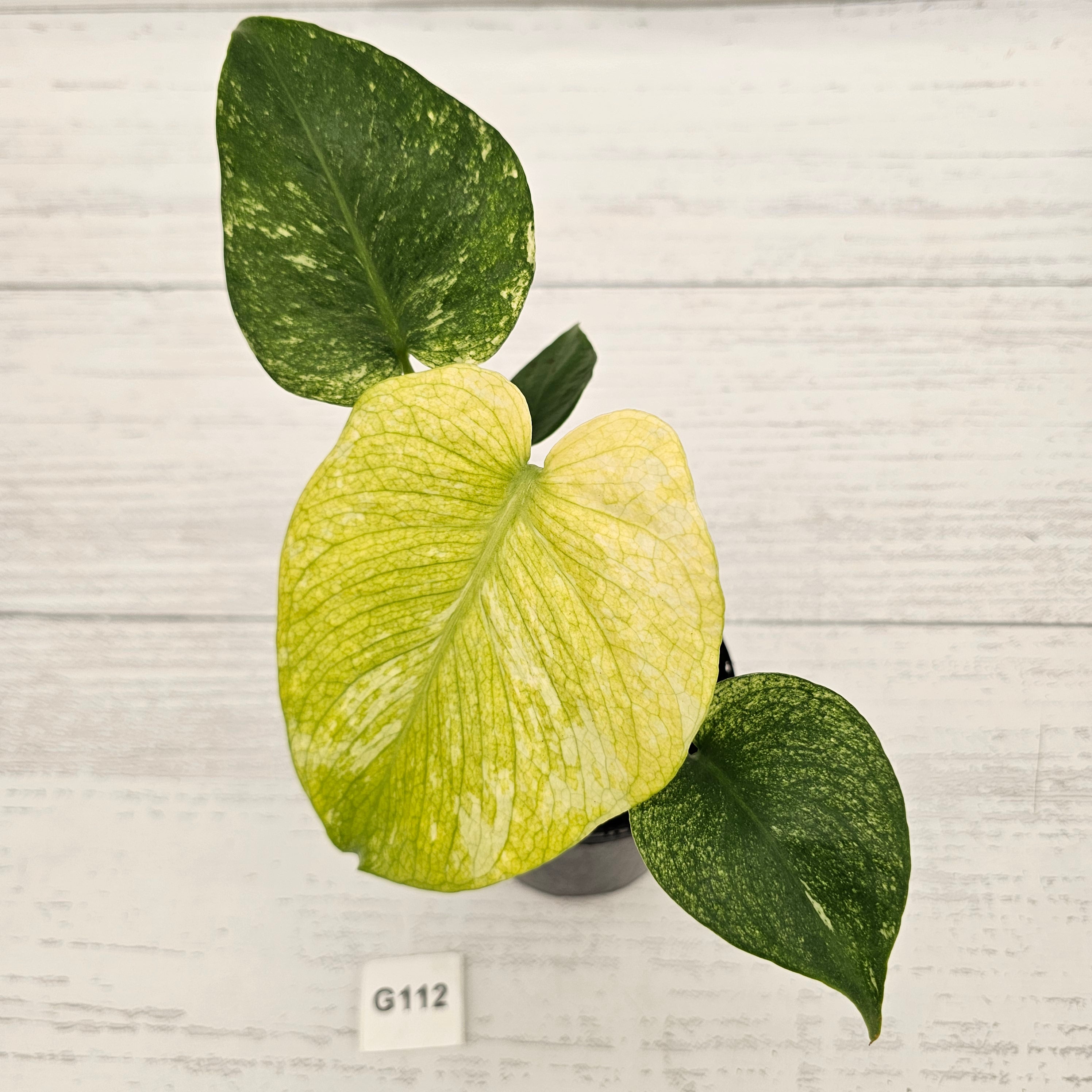 Monstera Deliciosa 'Mint' – Enliven Plants