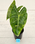 Alocasia  no ID