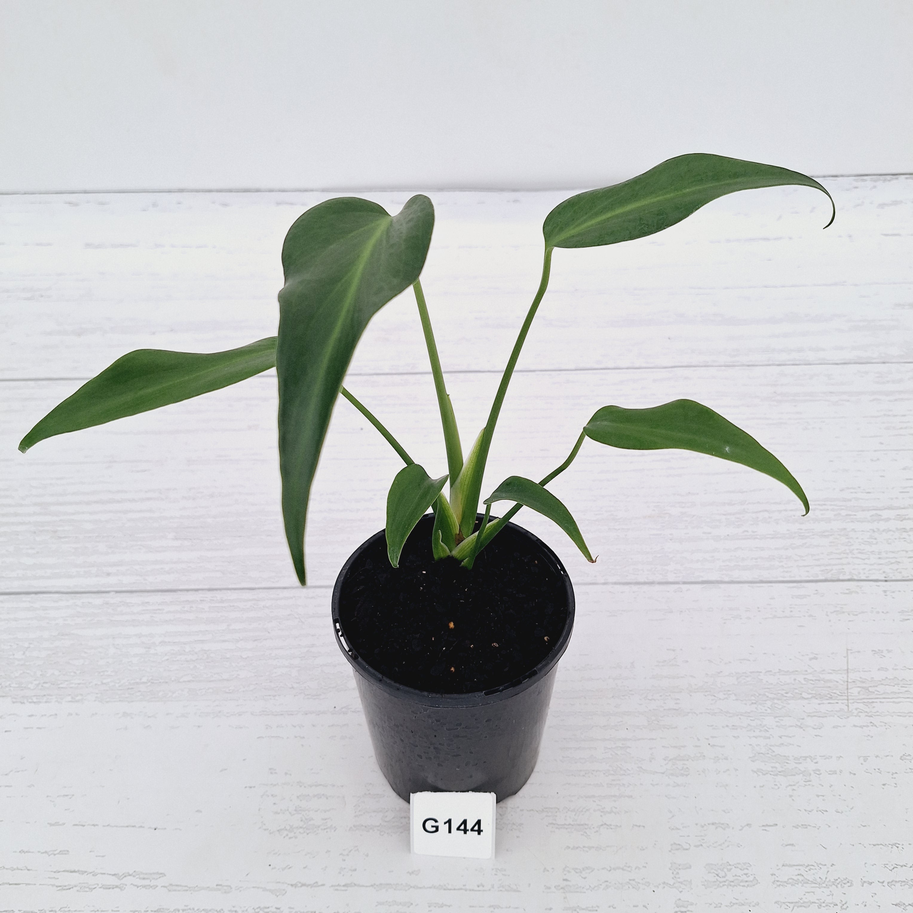 Monstera 'Burle Marx's Flame'