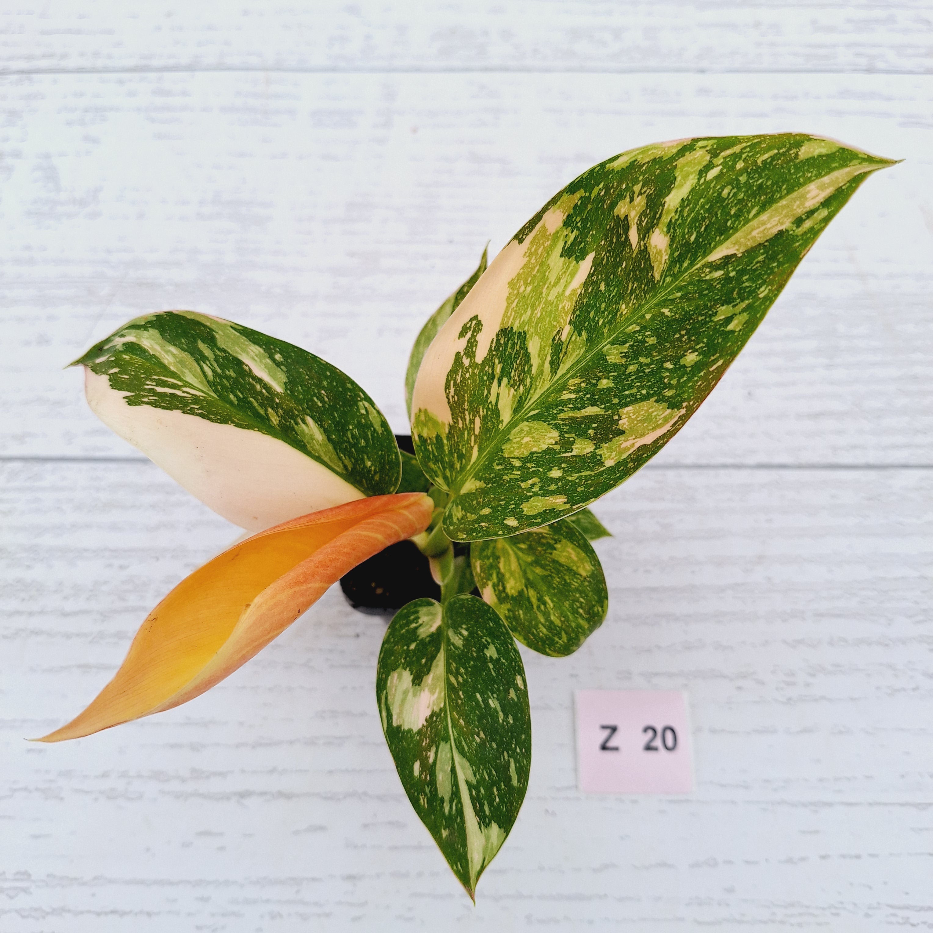 Philodendron Green Congo Variegata (Nuclear)