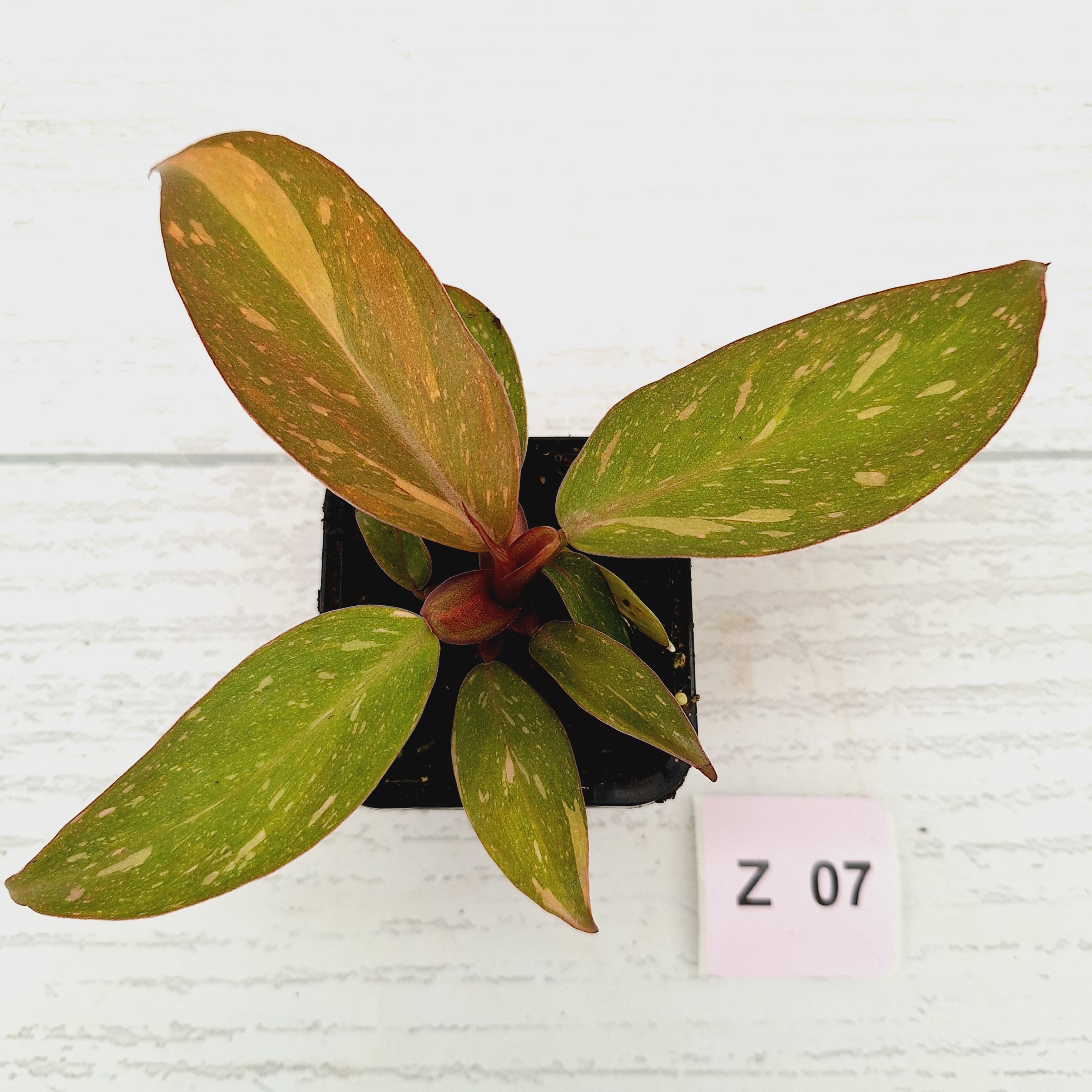 Philodendron &#39;Orange Princess&#39;