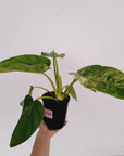 Philodendron giganteum Blizzard - SALE