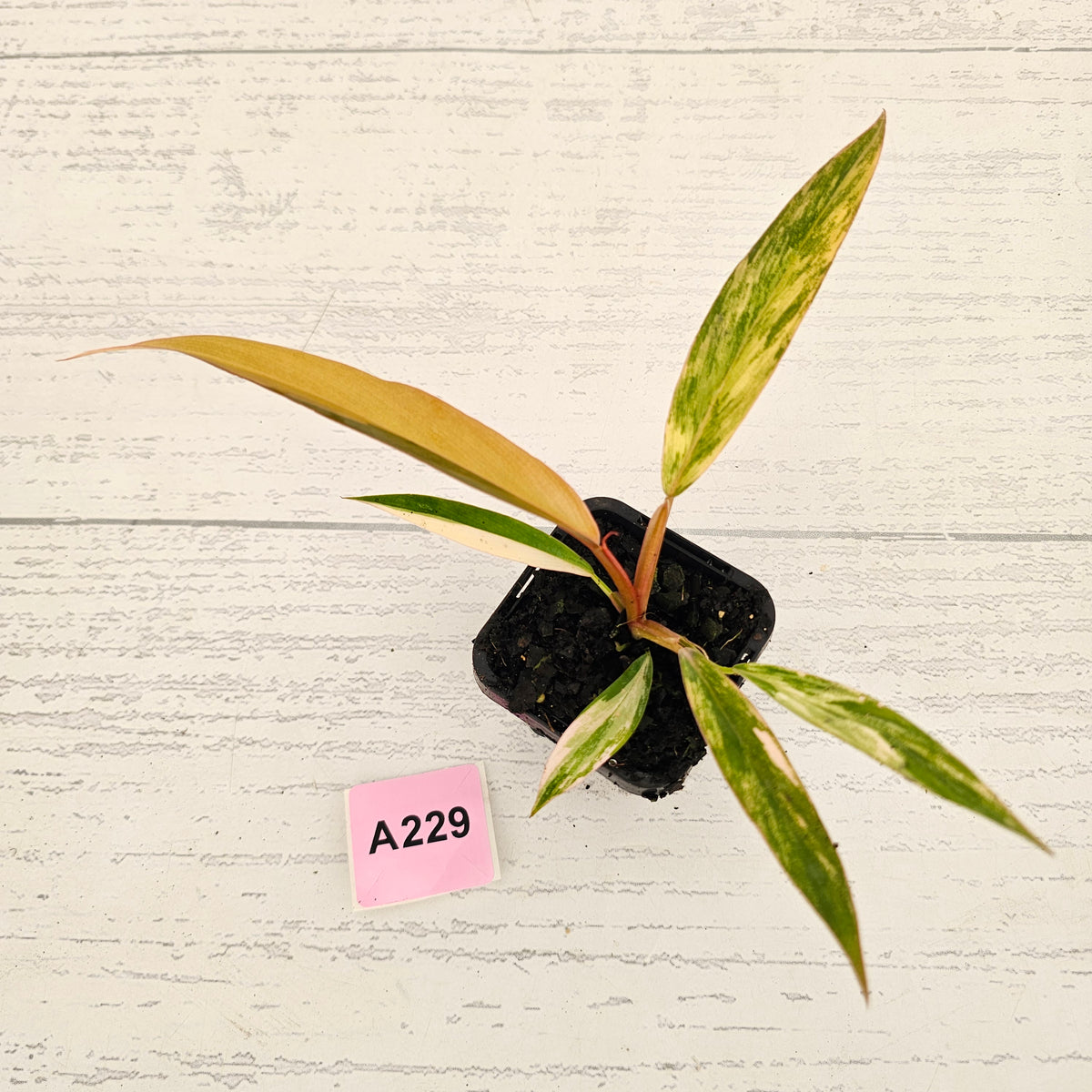 Philodendron serratum 'Caramel Marble' -flash sale