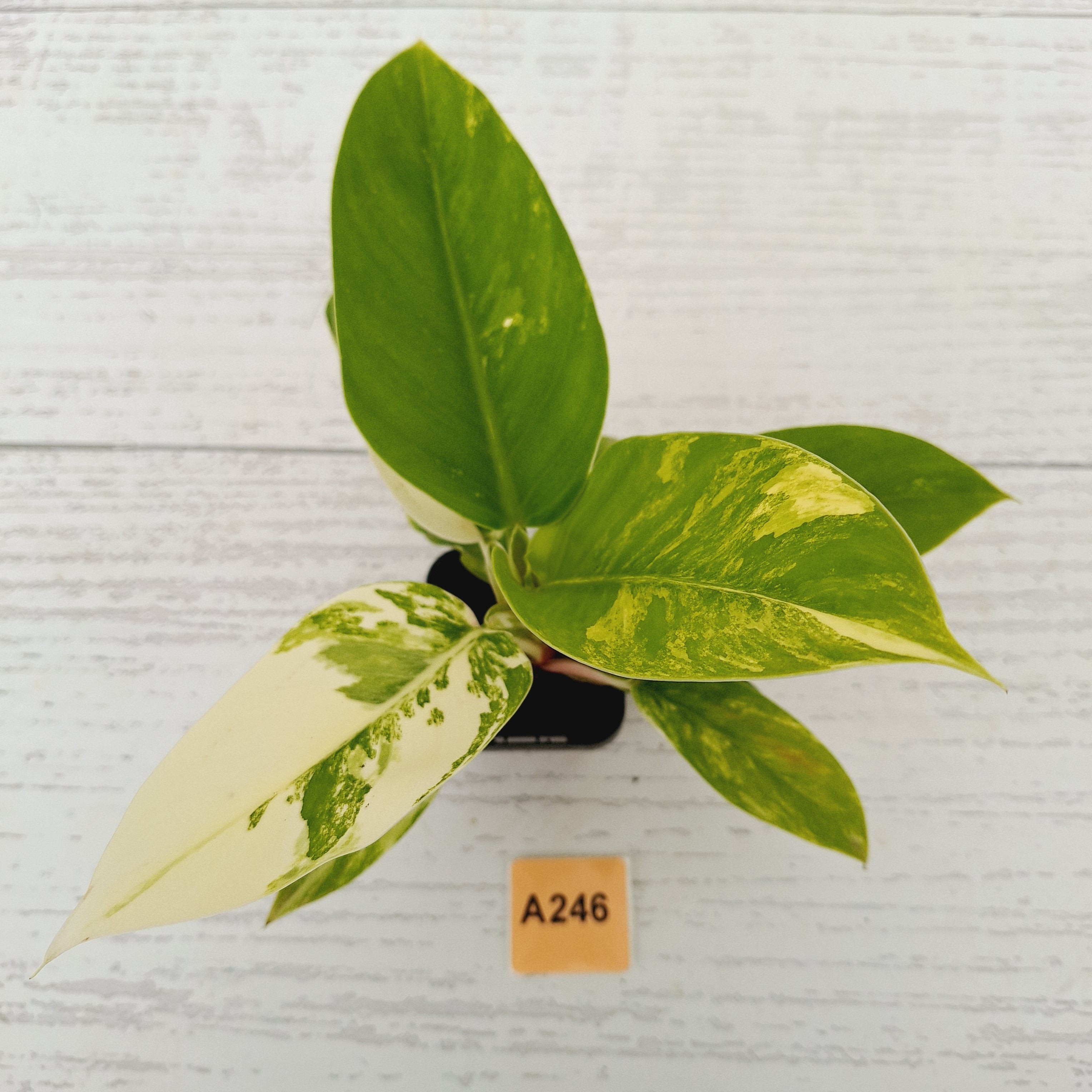 Philodendron imperial green variegata