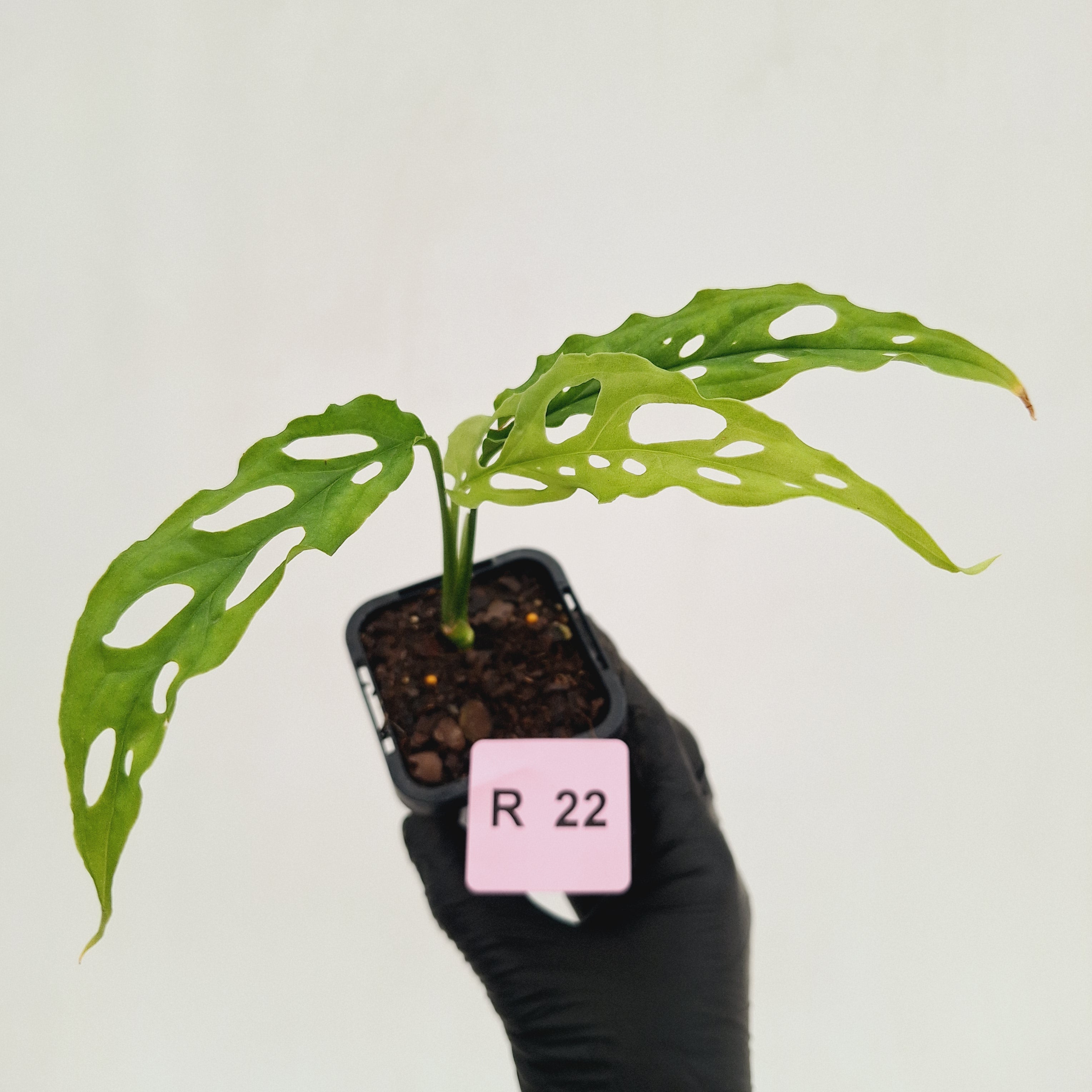 Monstera obliqua ‘Peru’