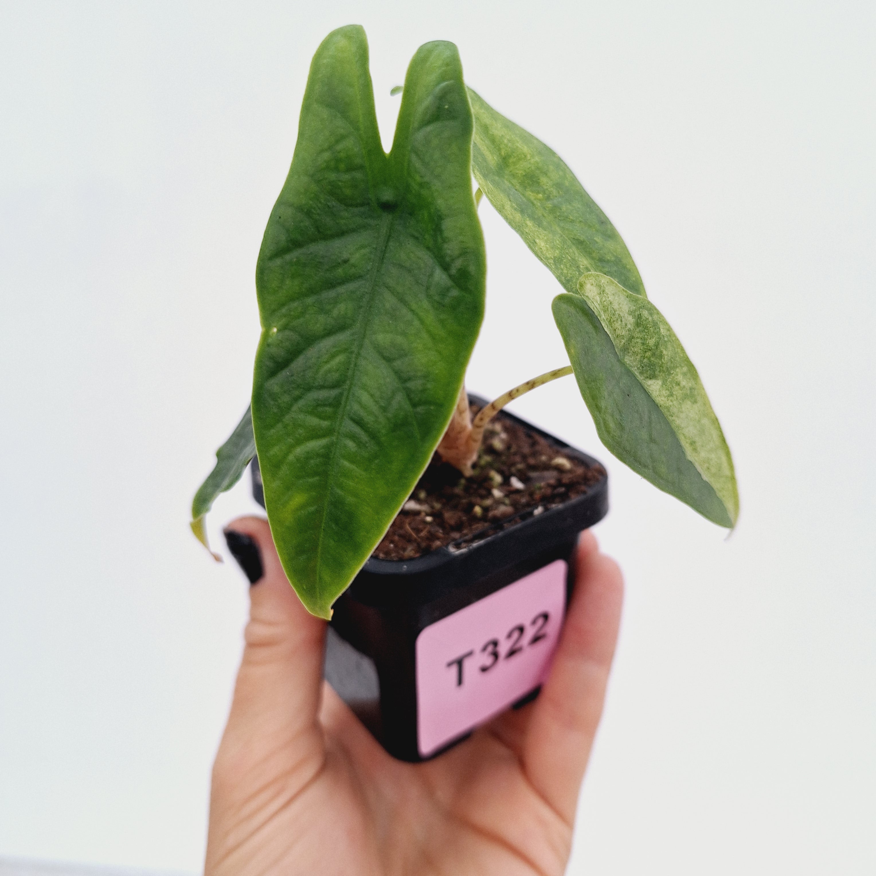 Alocasia Simpo Variegata ( low variegated )