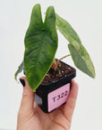 Alocasia Simpo Variegata ( low variegated )