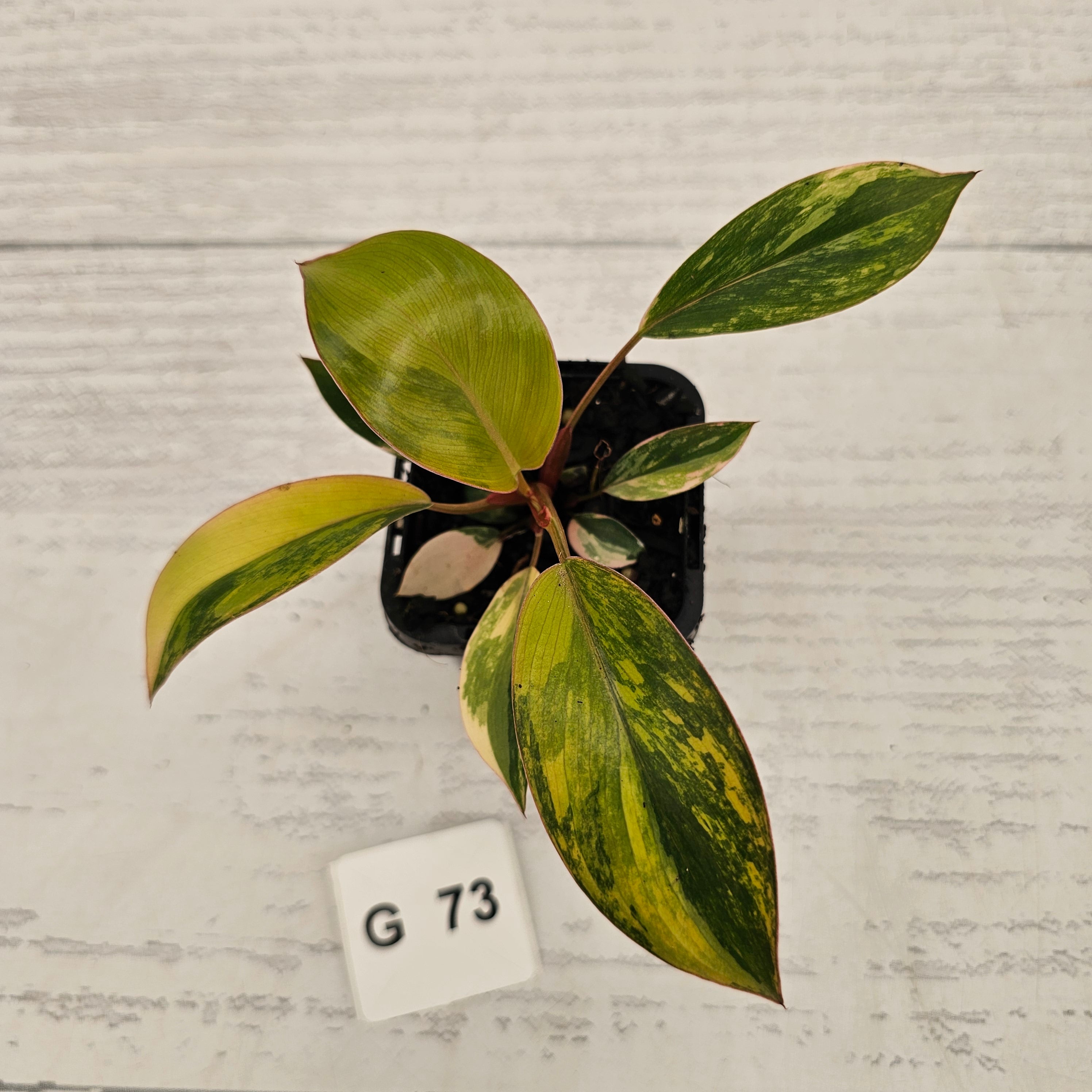 Philodendron 'Rojo Congo Variegated' - SALE