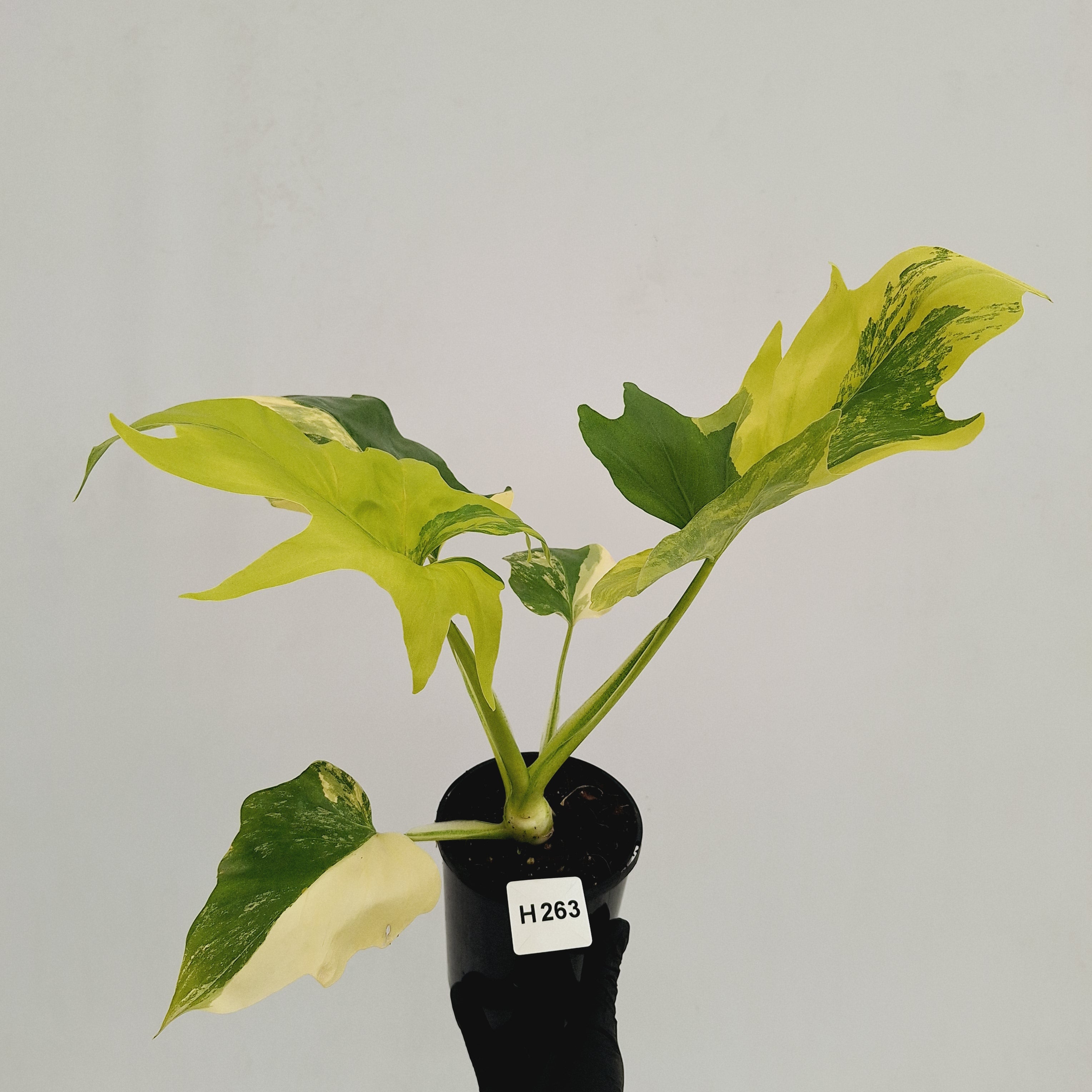 Philodendron warscewiczii Gold Variegata