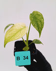 Monstera Deliciosa 'White Monster'