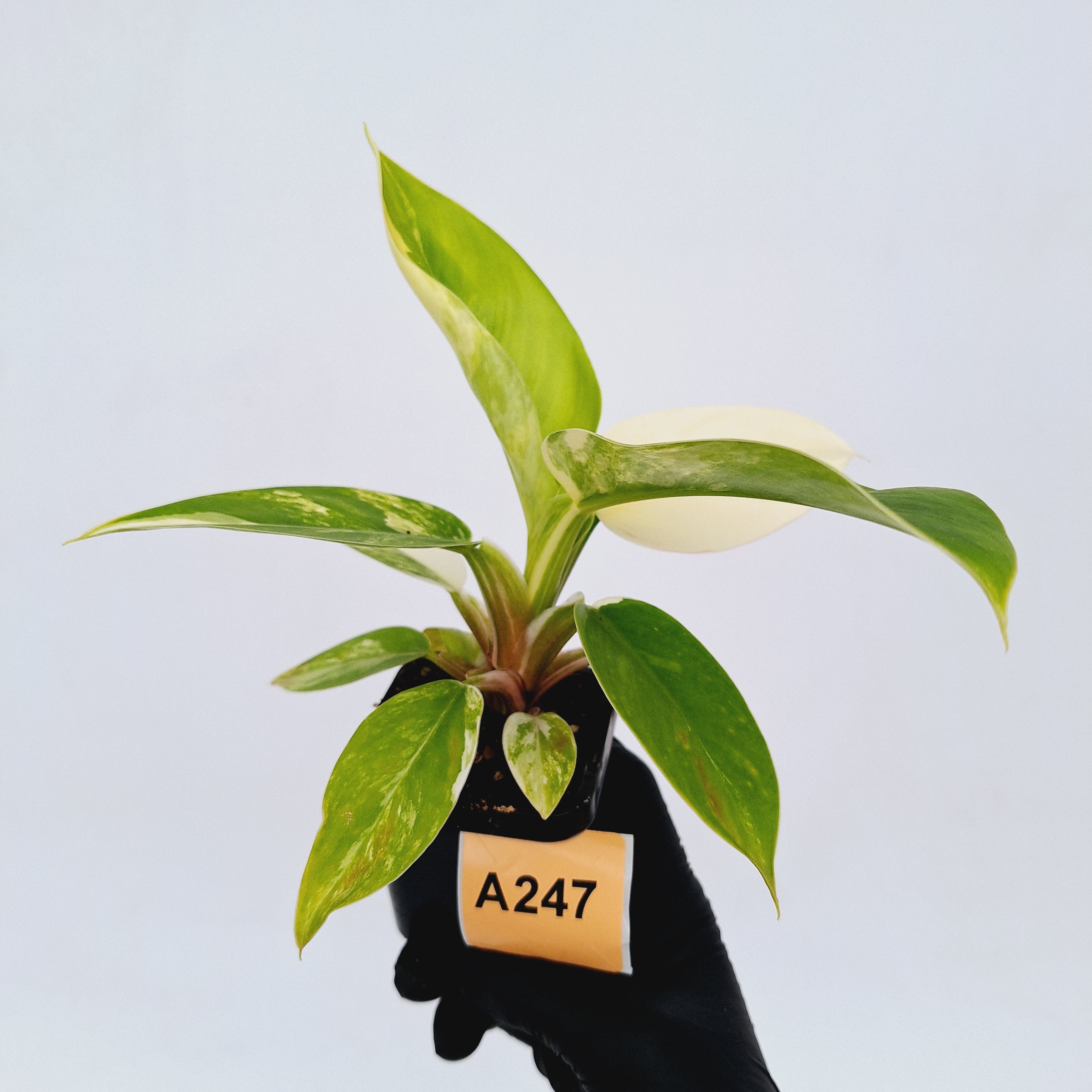 Philodendron imperial green variegata