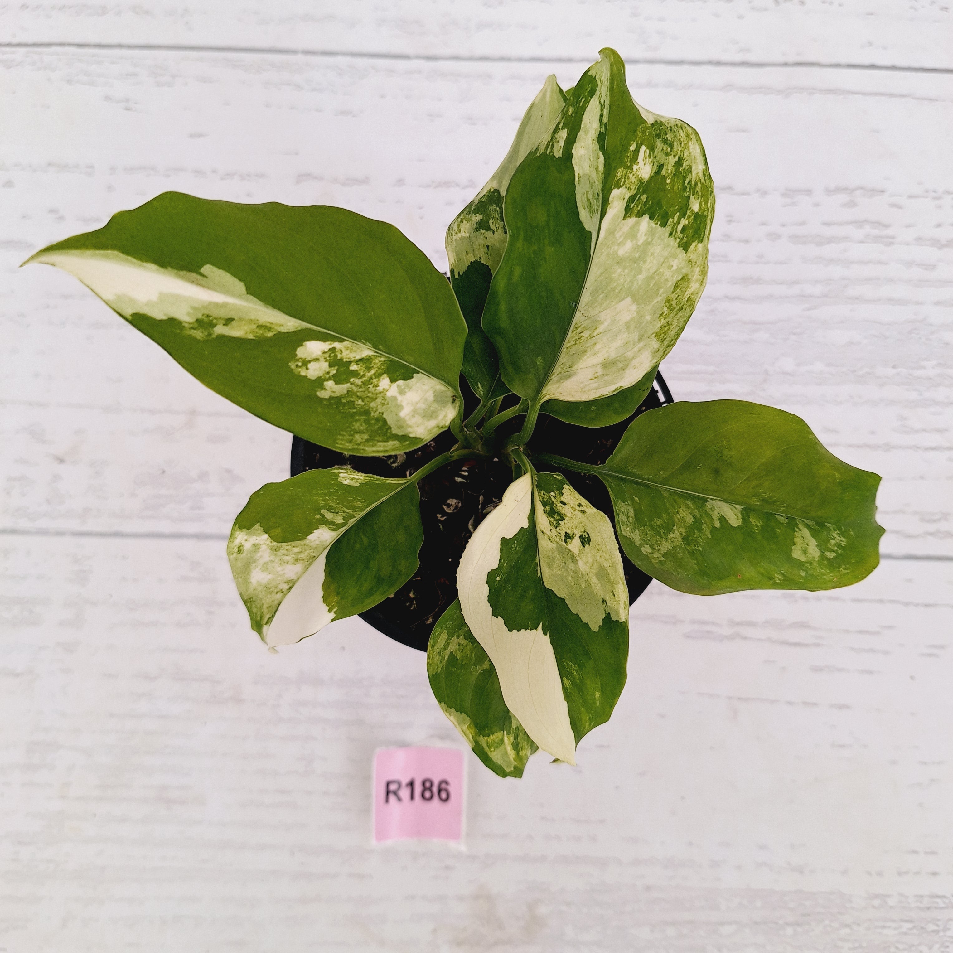 Aglaonema modestum variegata