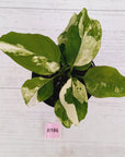 Aglaonema modestum variegata