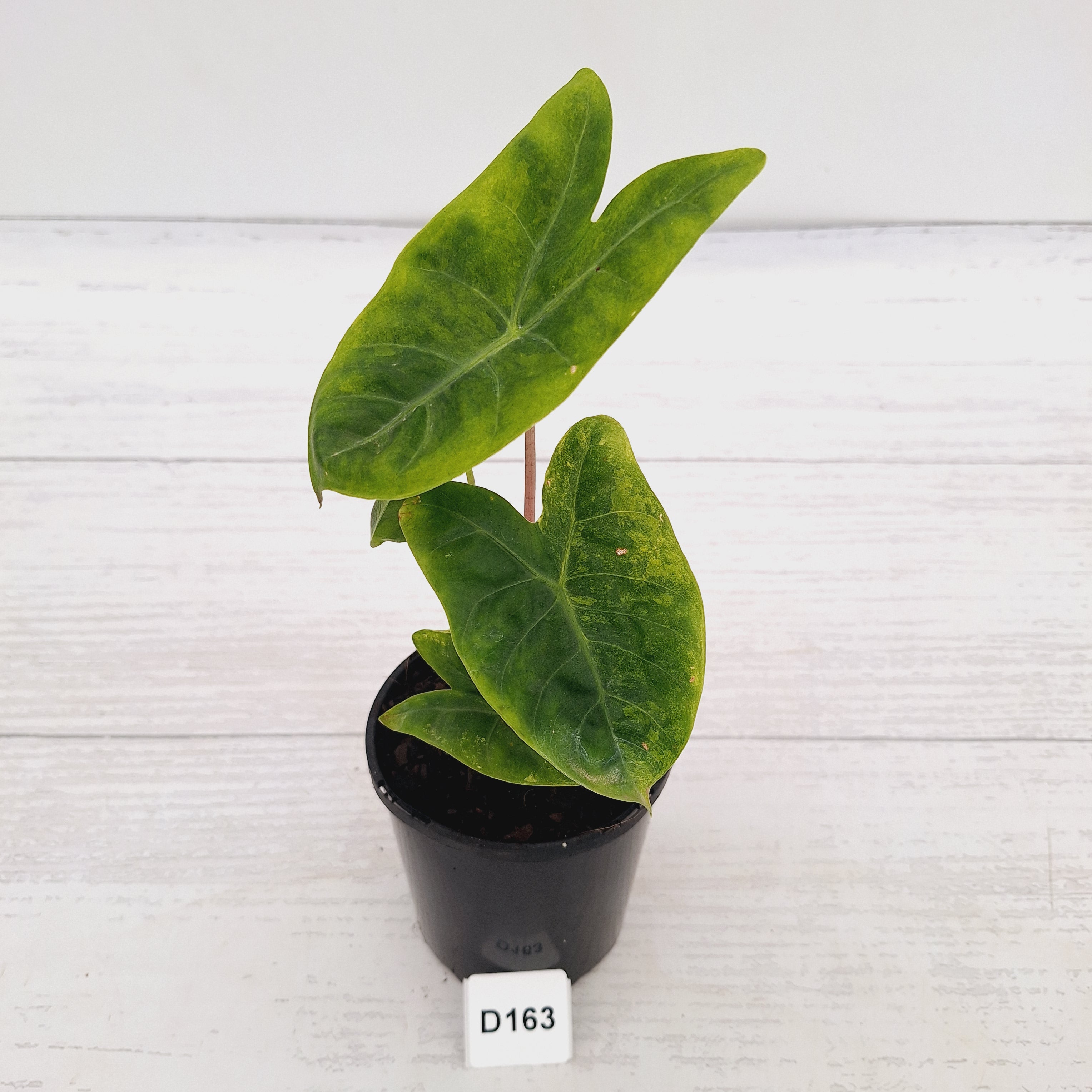 Alocasia 'Morocco' Variegated - SALE