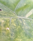 70mm Alocasia Imperfect Surprise box