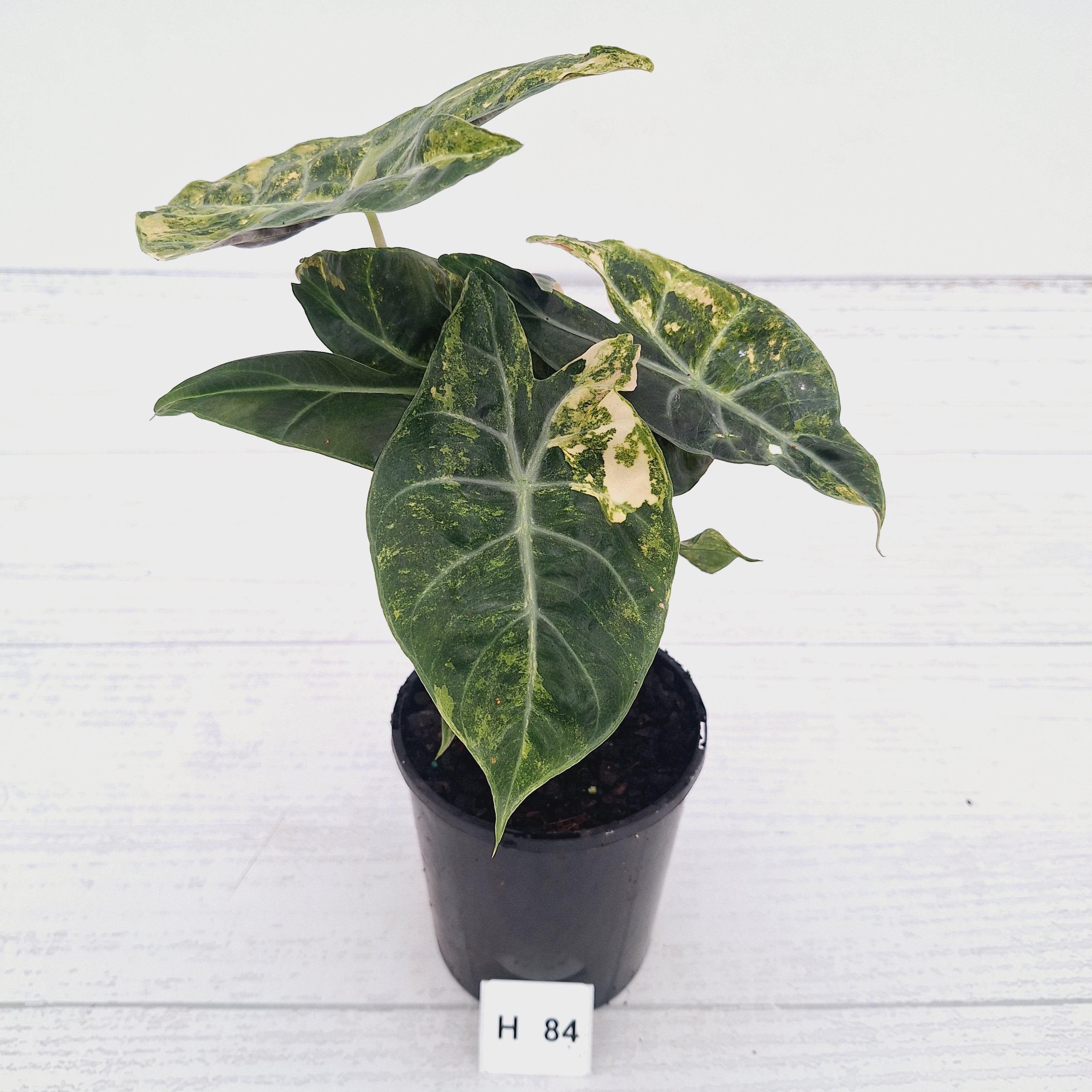 Alocasia Pink Dragon 'Variegata'