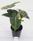 Alocasia Pink Dragon 'Variegata'
