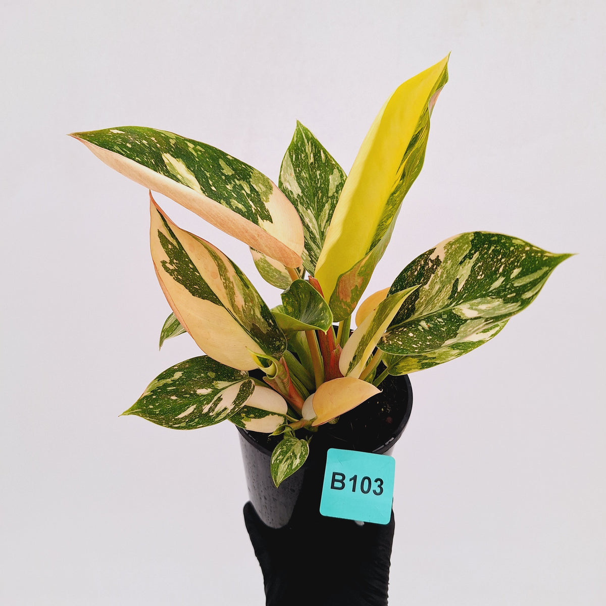 Philodendron Green Congo Variegata (Nuclear)