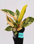Philodendron Green Congo Variegata (Nuclear)