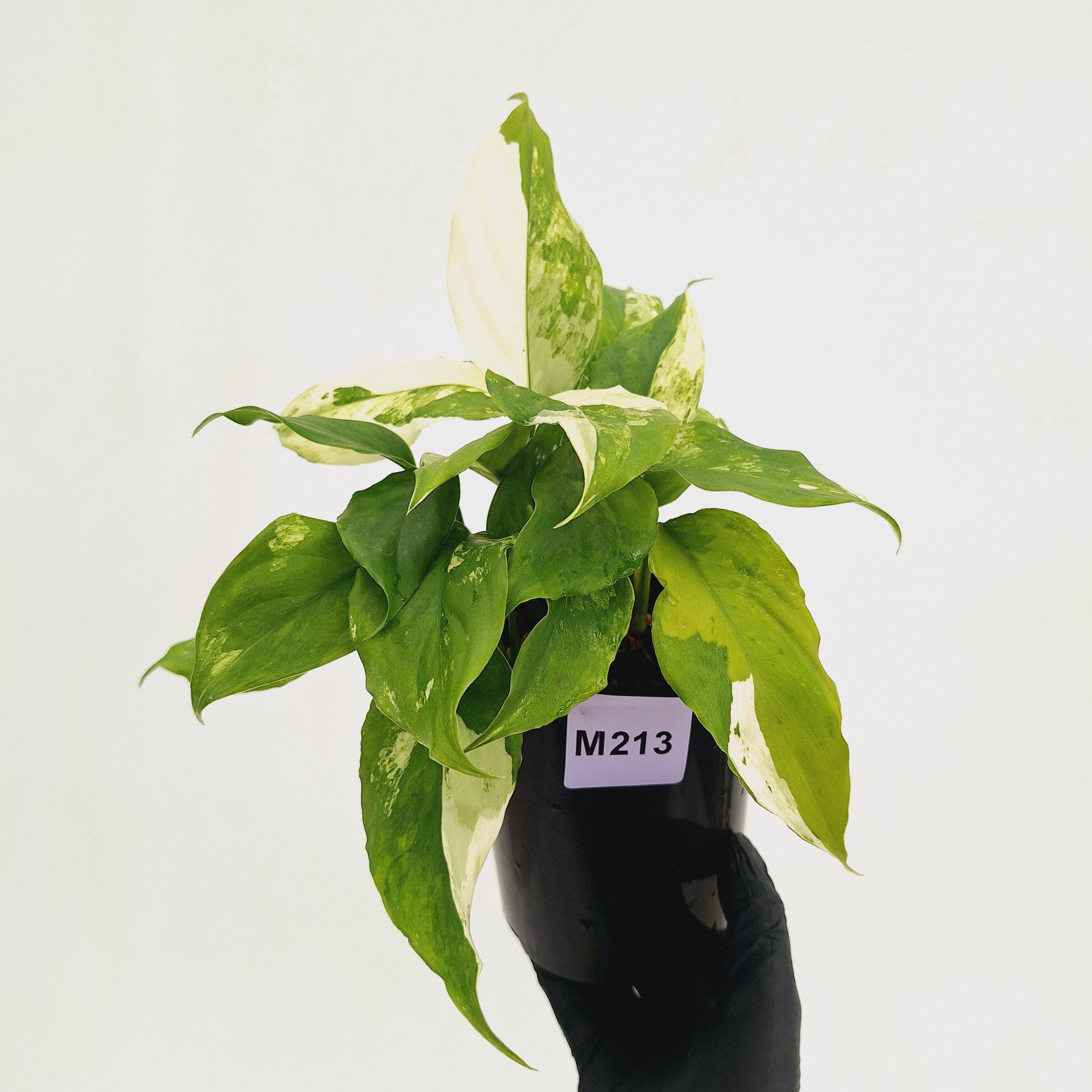 Aglaonema modestum variegata