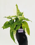 Aglaonema modestum variegata