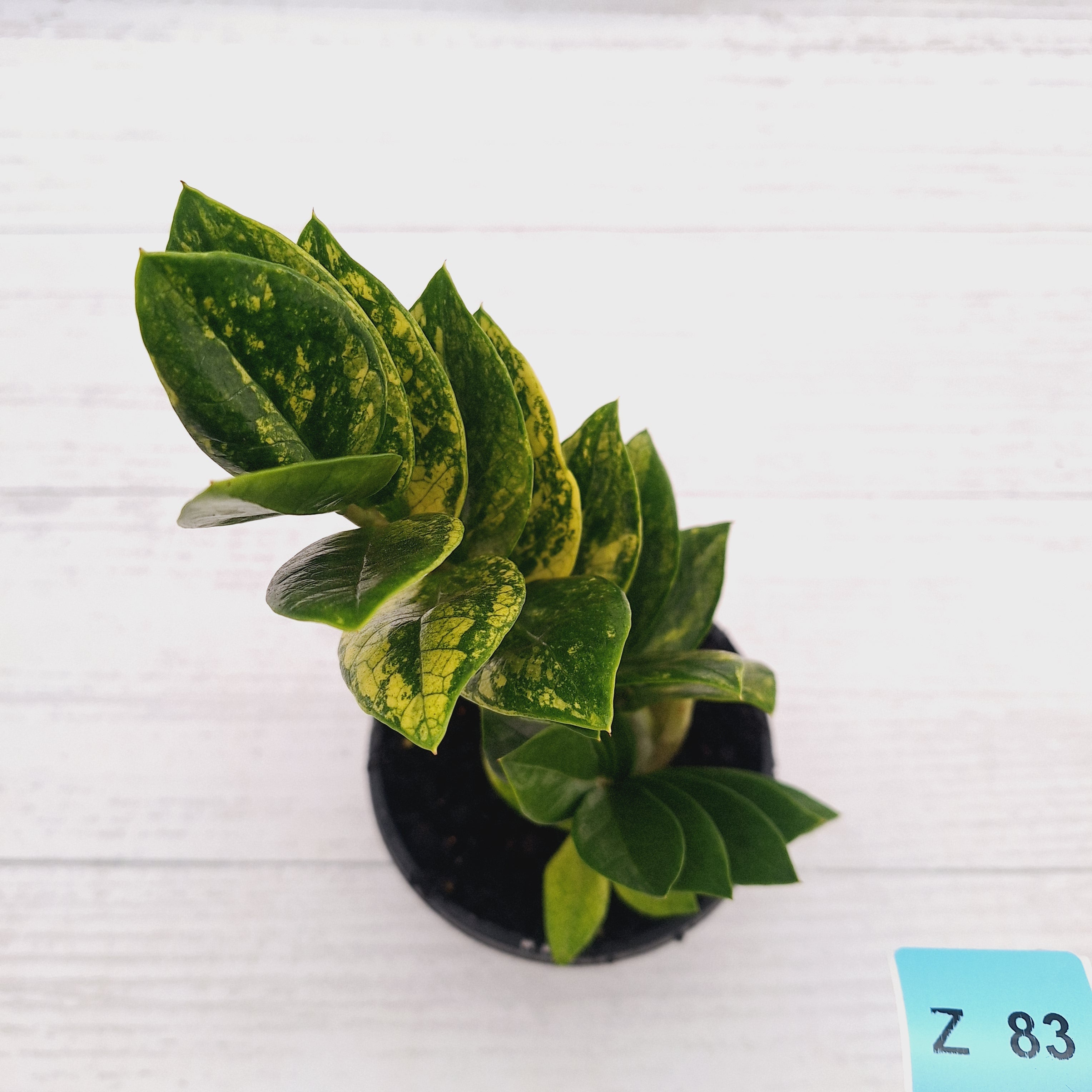 Zamioculcas zamiifolia Variegated ZZ Plant