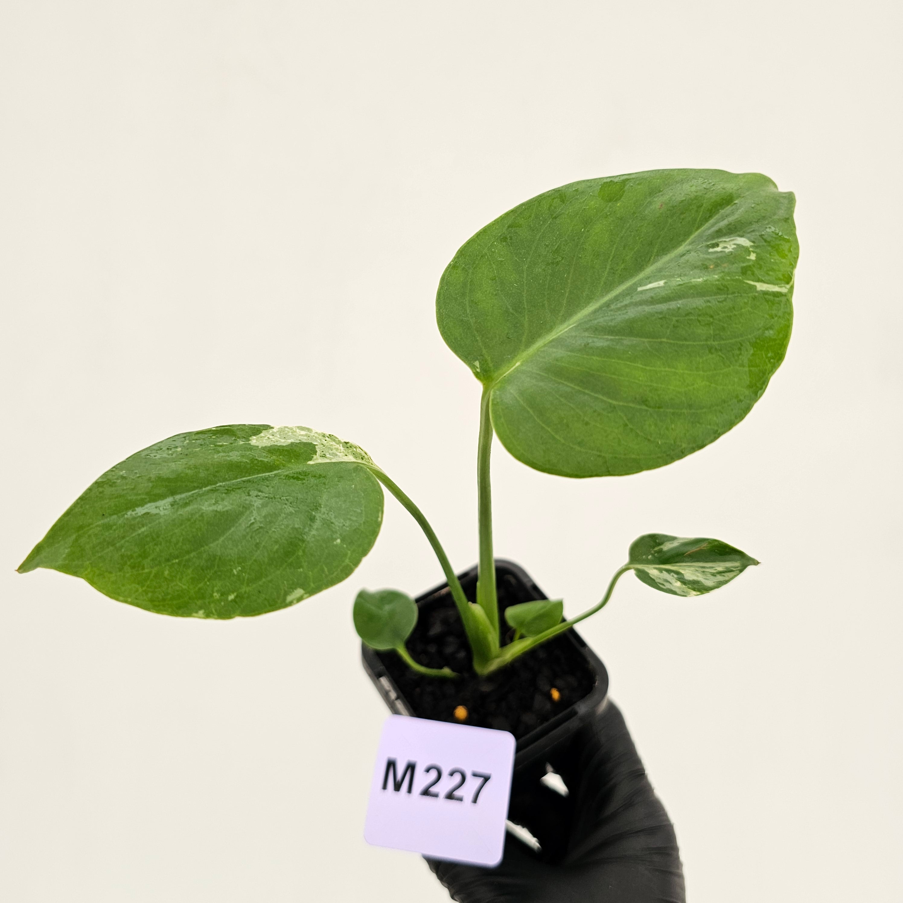 Monstera Deliciosa 'Bulbasaur' - 70mm