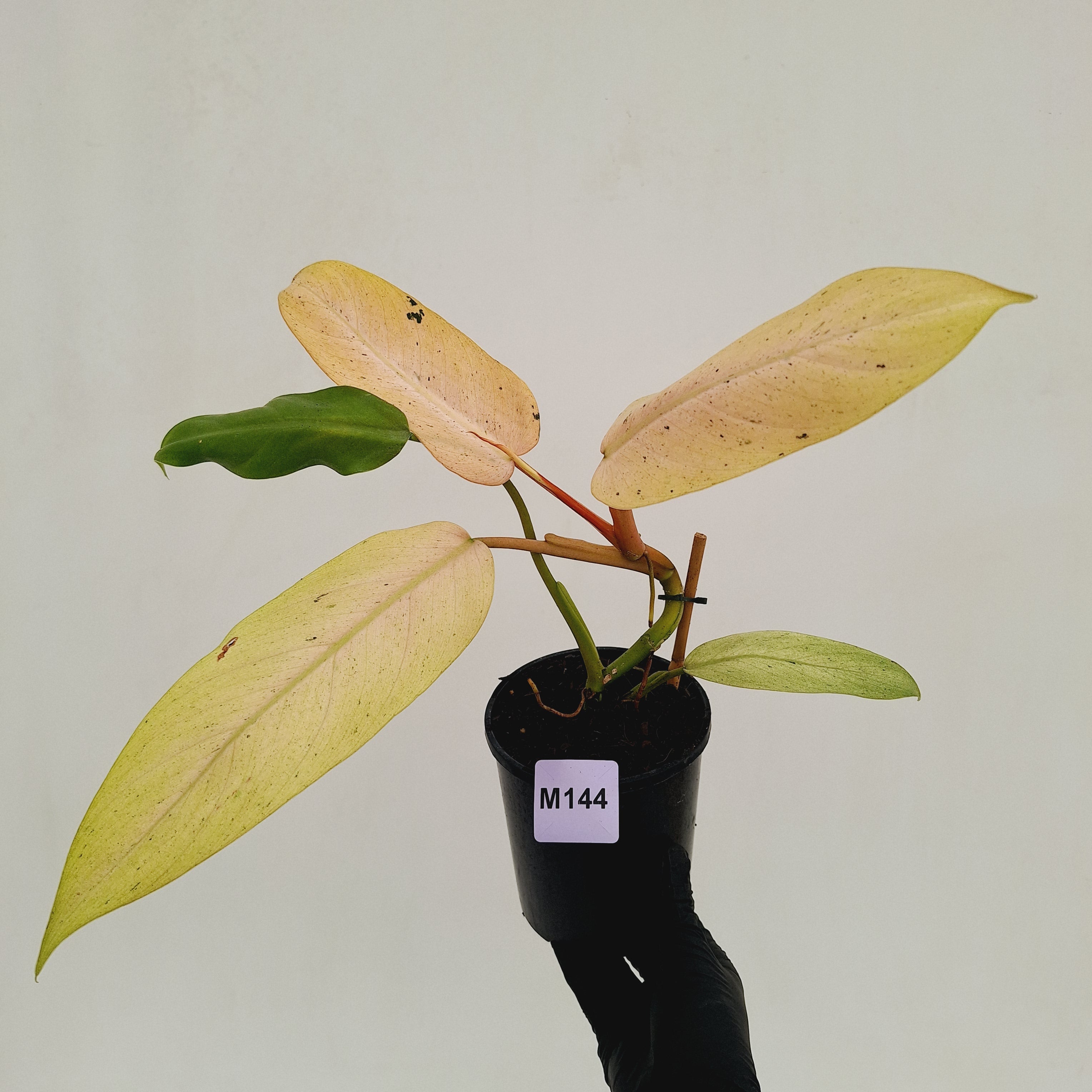Philodendron  'Whipple Way' SALE