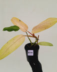 Philodendron  'Whipple Way' SALE
