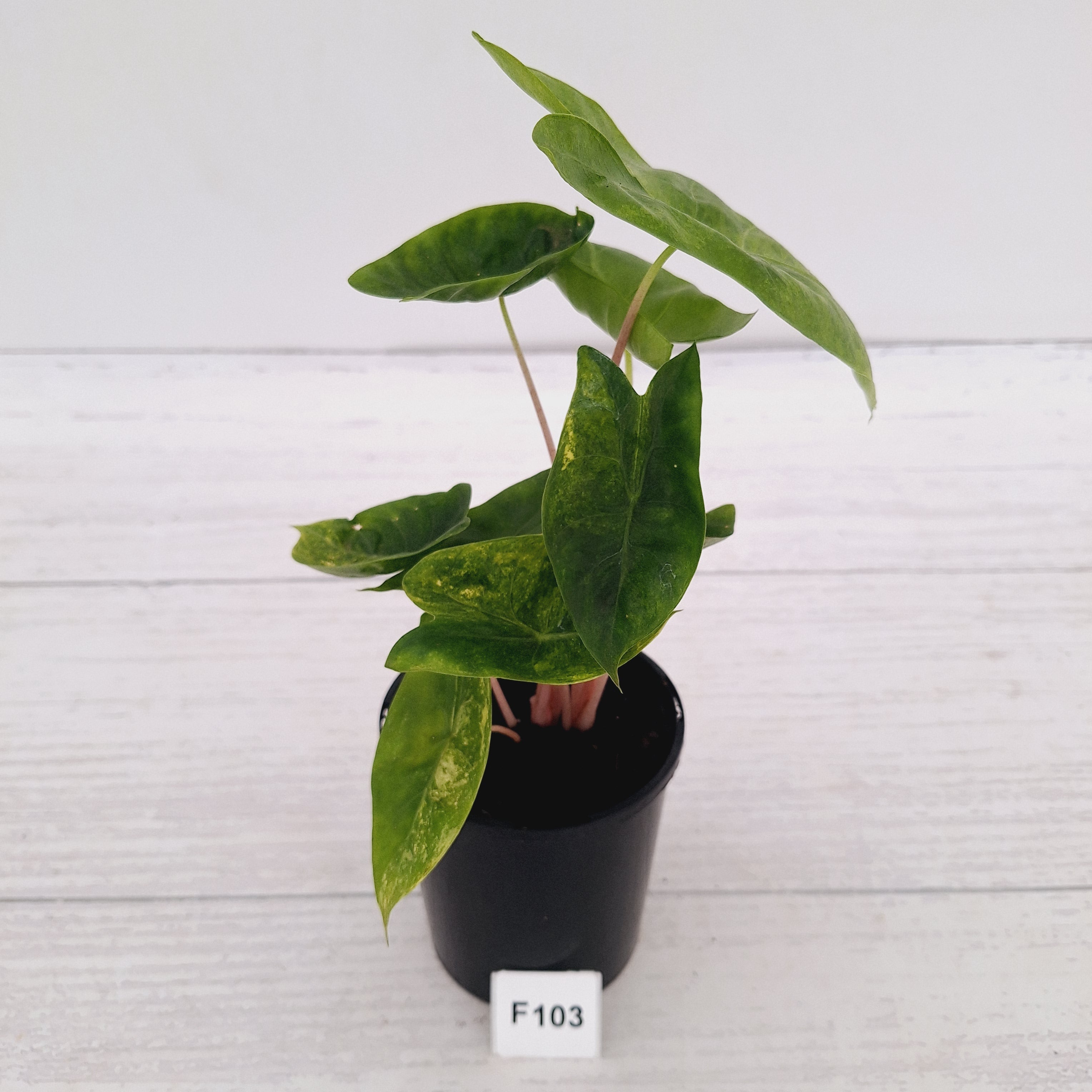 Alocasia 'Morocco' Variegated - SALE