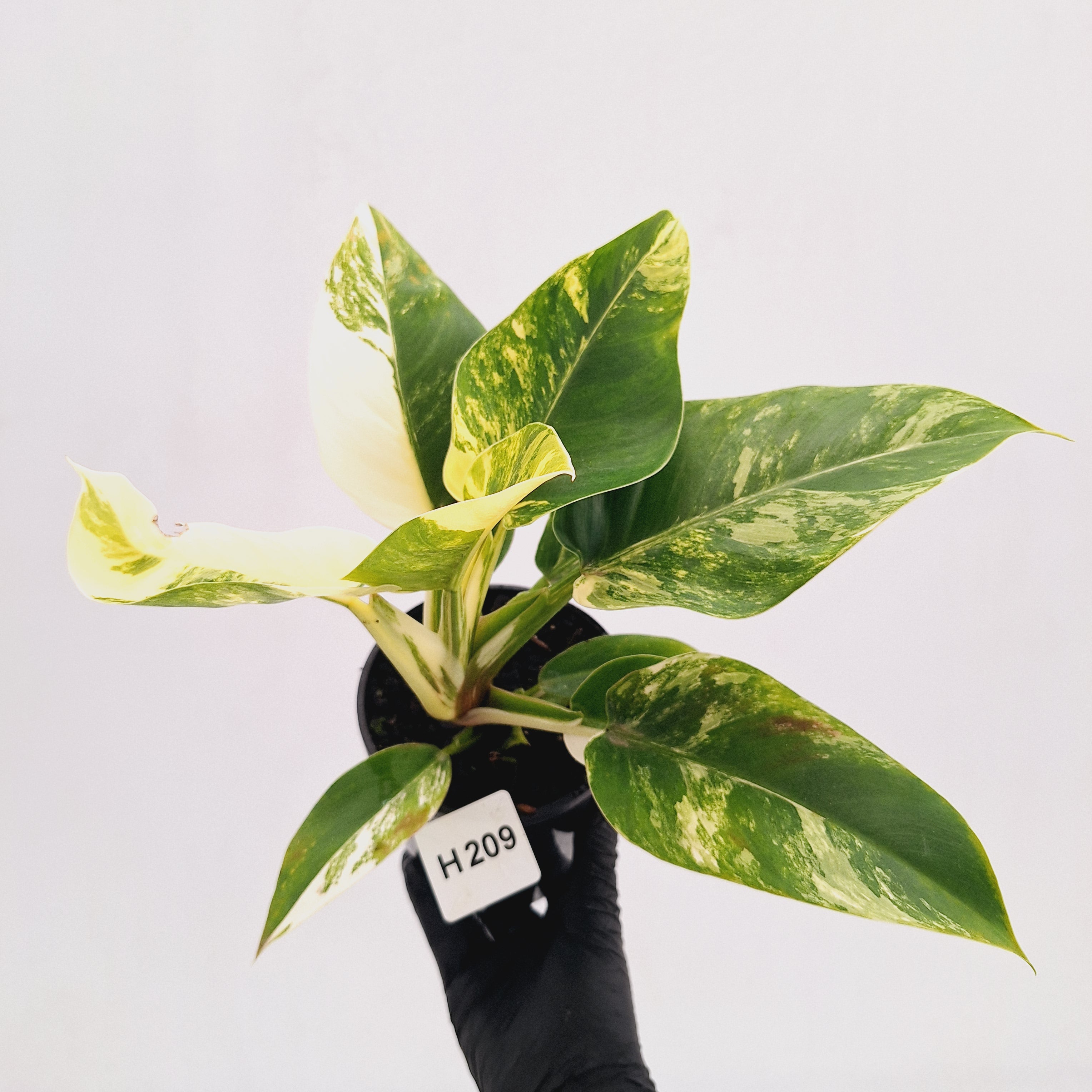 Philodendron imperial green variegata - SALE