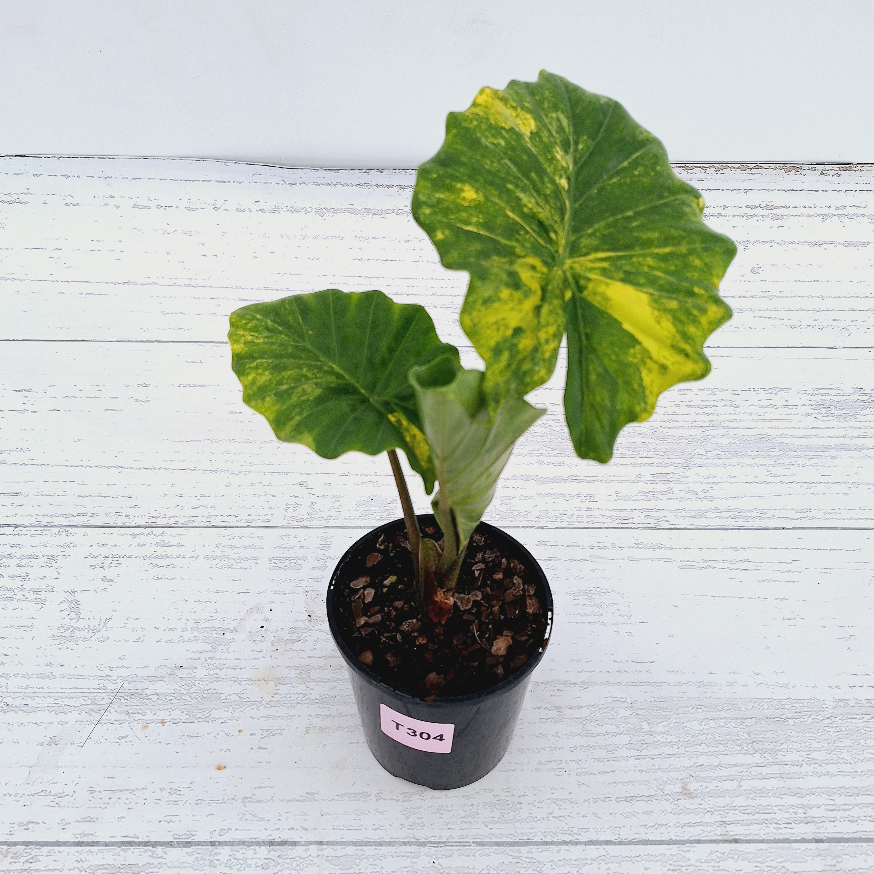 Alocasia Portora Variegata
