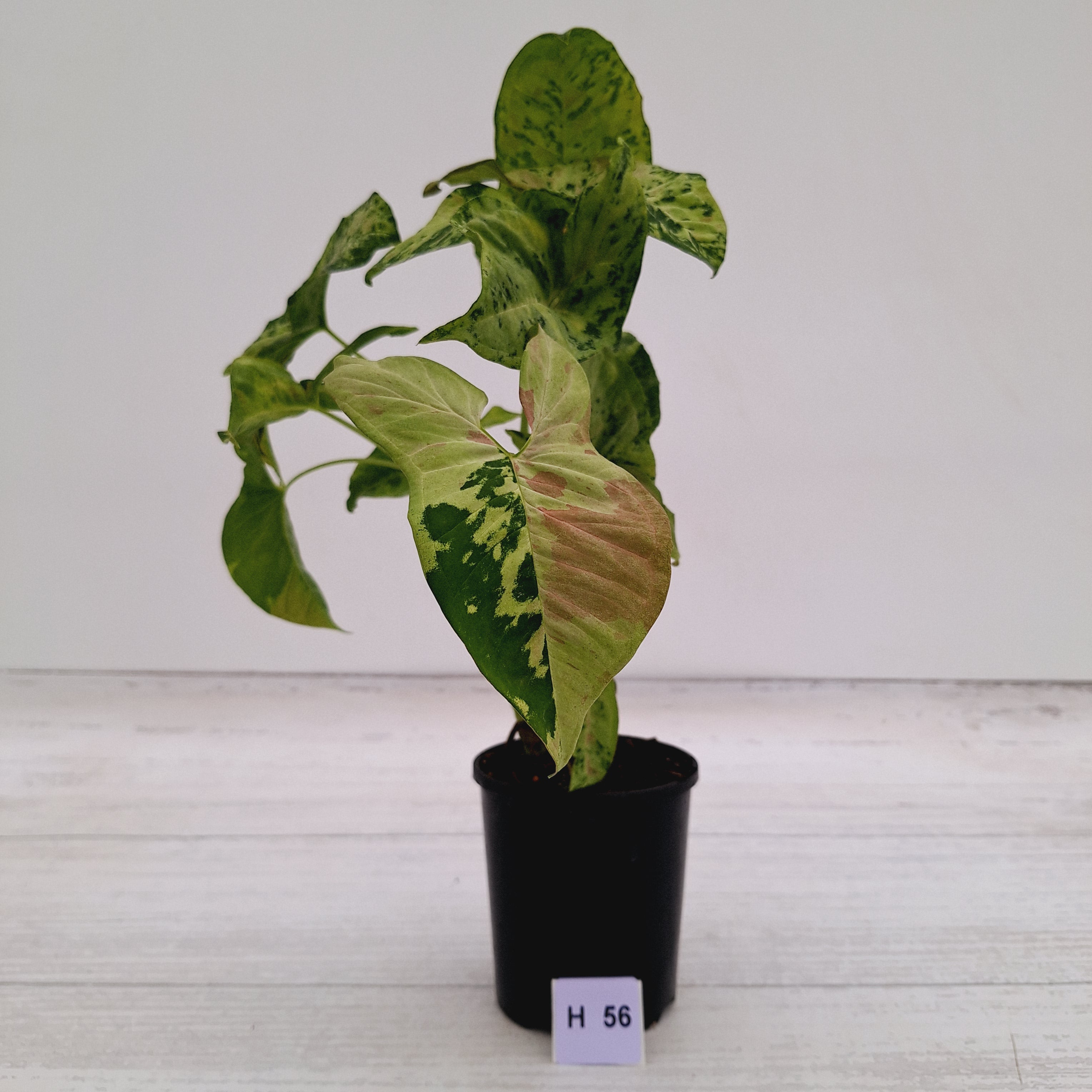 Syngonium podophyllum Confetti Tricolour