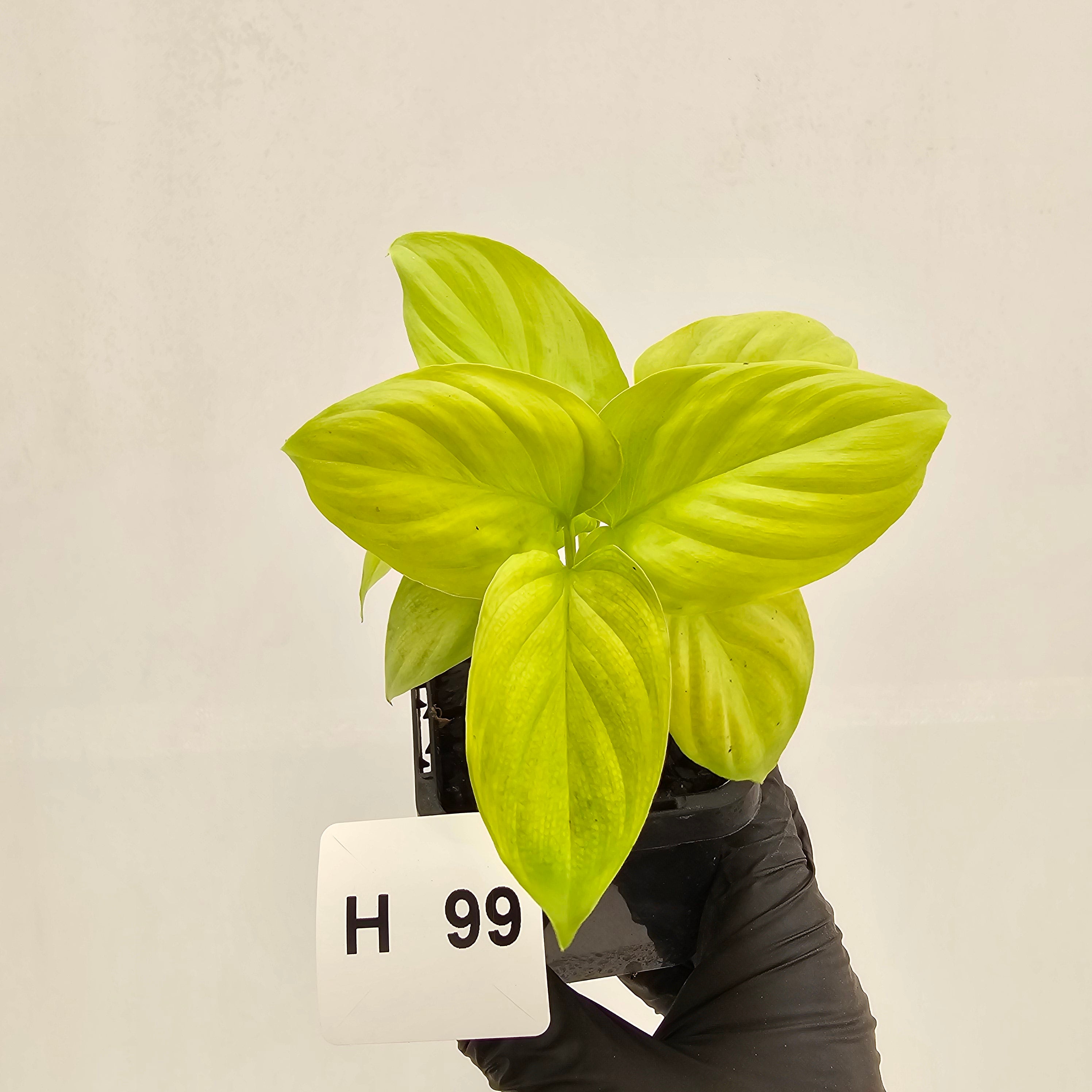 Homalomena rubescens Golden Hibiscus’ - Bare Bottom Baby - SALE
