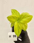 Homalomena rubescens Golden Hibiscus’ - Bare Bottom Baby - SALE