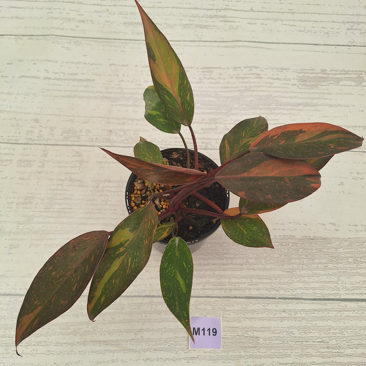 Philodendron 'Orange Princess' Sport