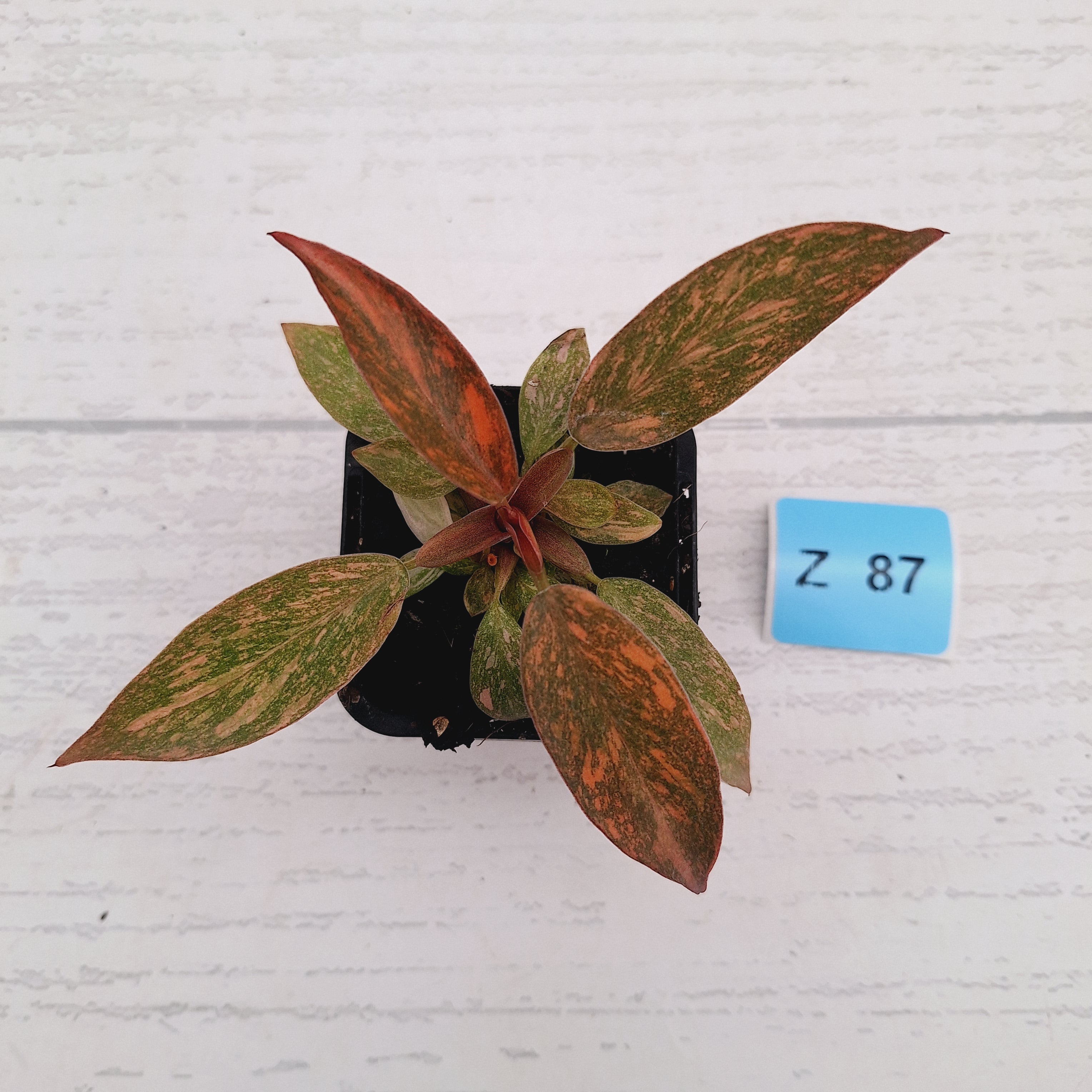Philodendron 'Orange Princess'