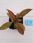 Philodendron 'Orange Princess'