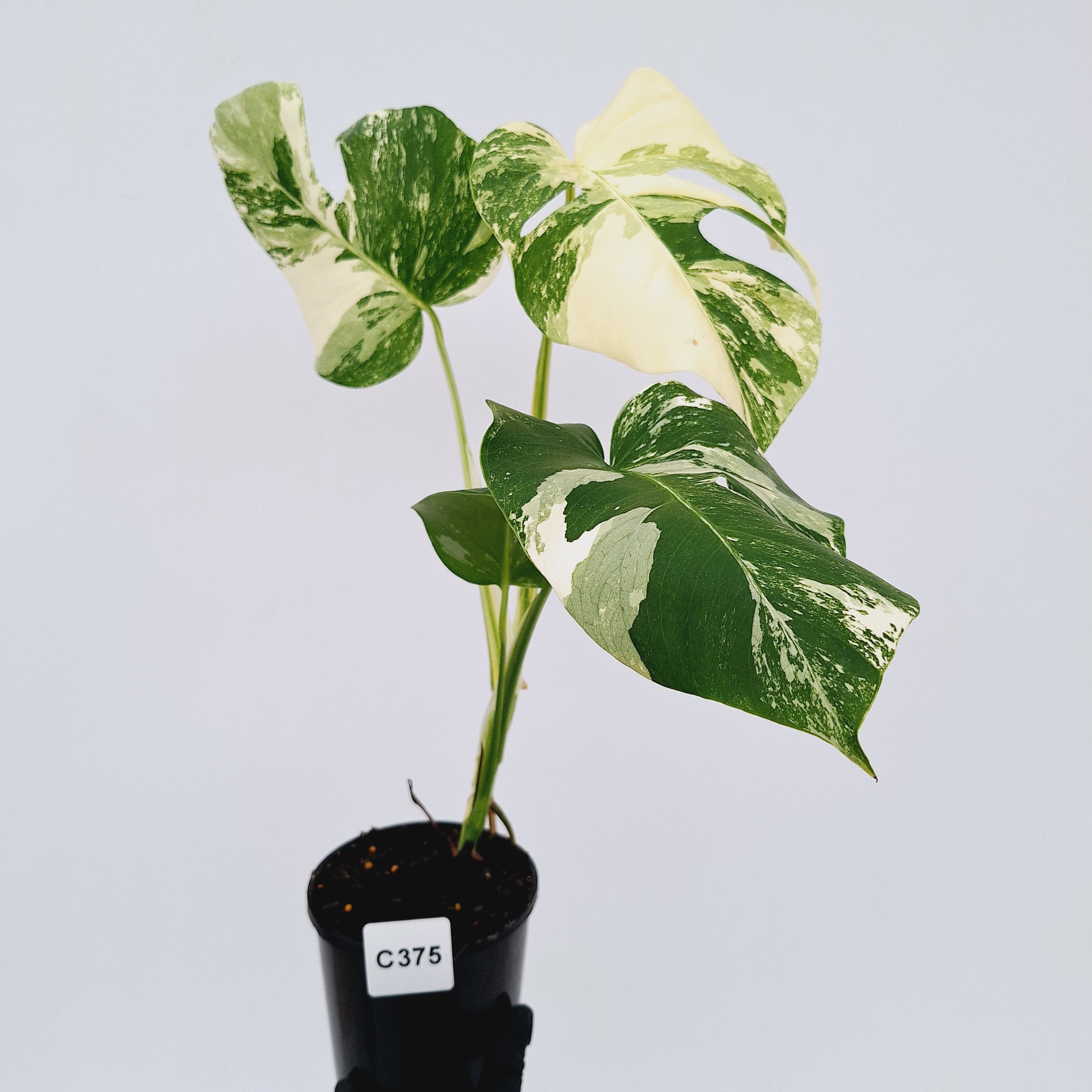 Monstera borsigiana 'Albo'