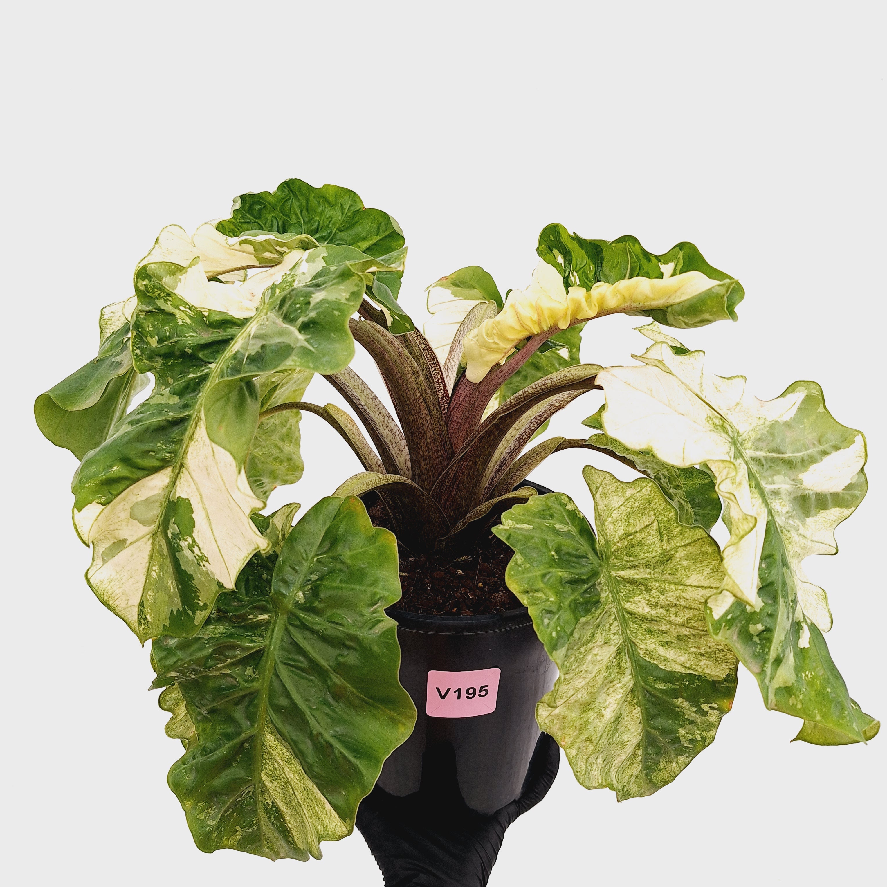 Alocasia odora x portei Low Rider Variegata - SALE