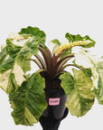 Alocasia odora x portei Low Rider Variegata - SALE