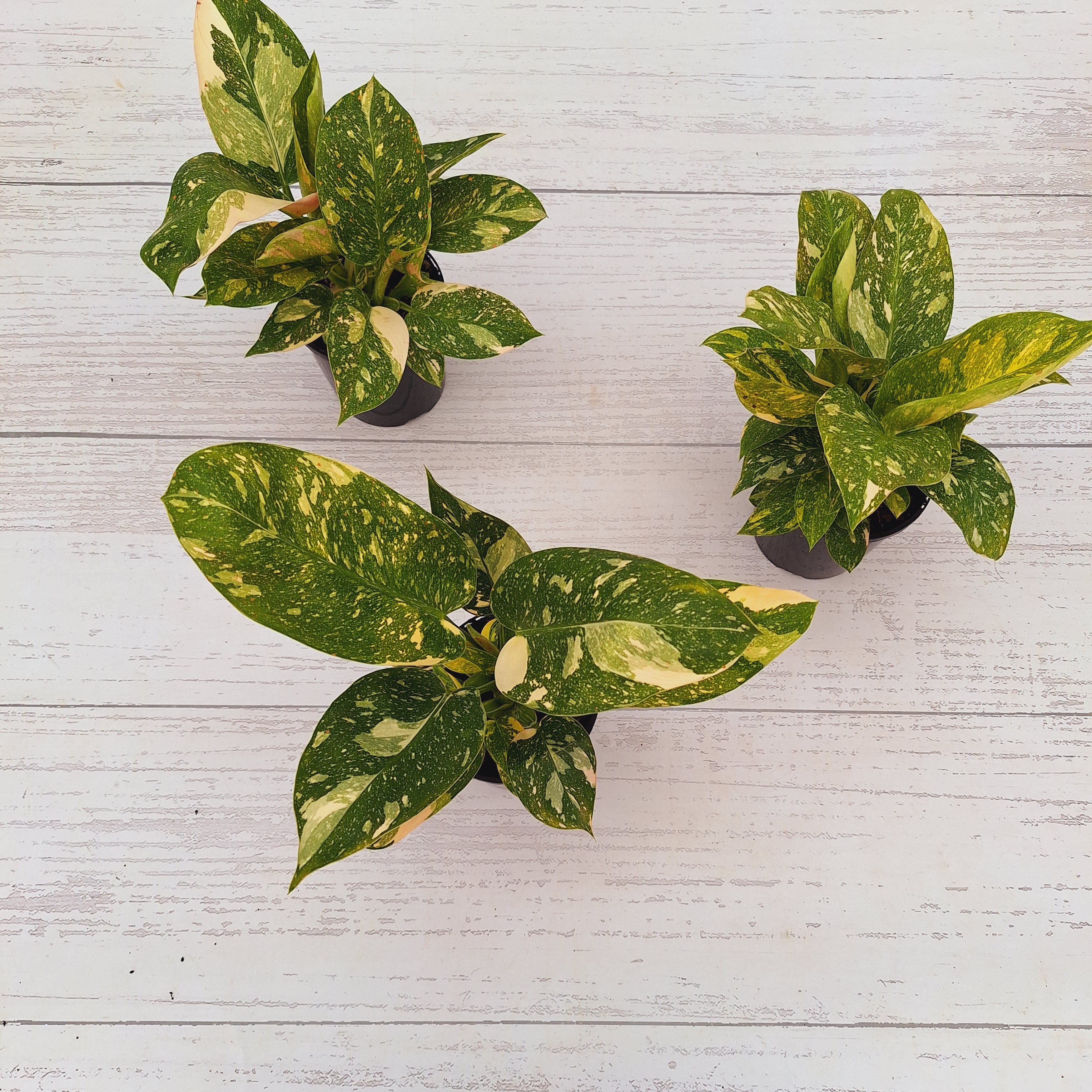 125mm Philodendron Congo Nuclear Gift Box - Christmas-Pre Order