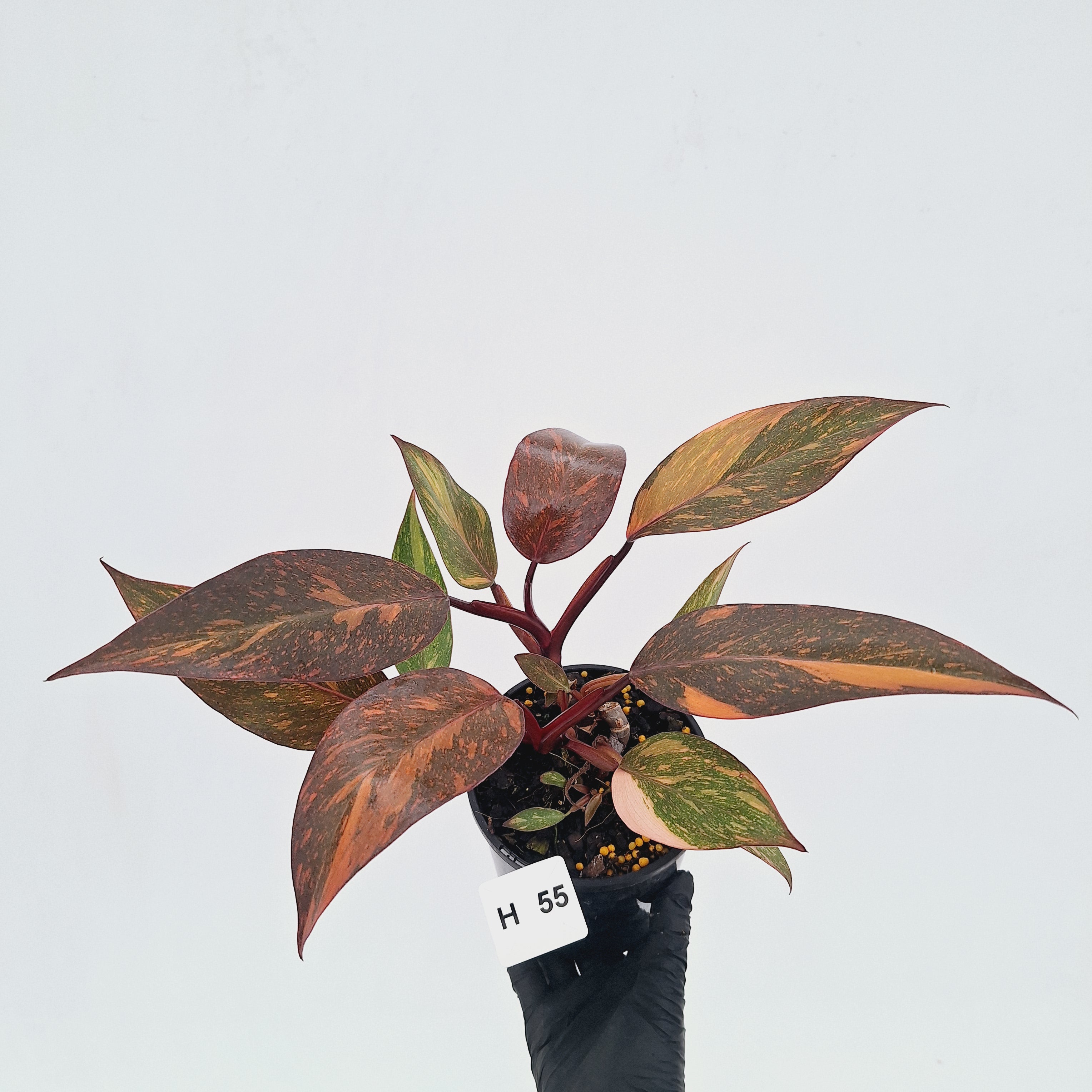 Philodendron 'Orange Princess' - FLASH SALE