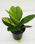 Anthurium jenmanii Variegata