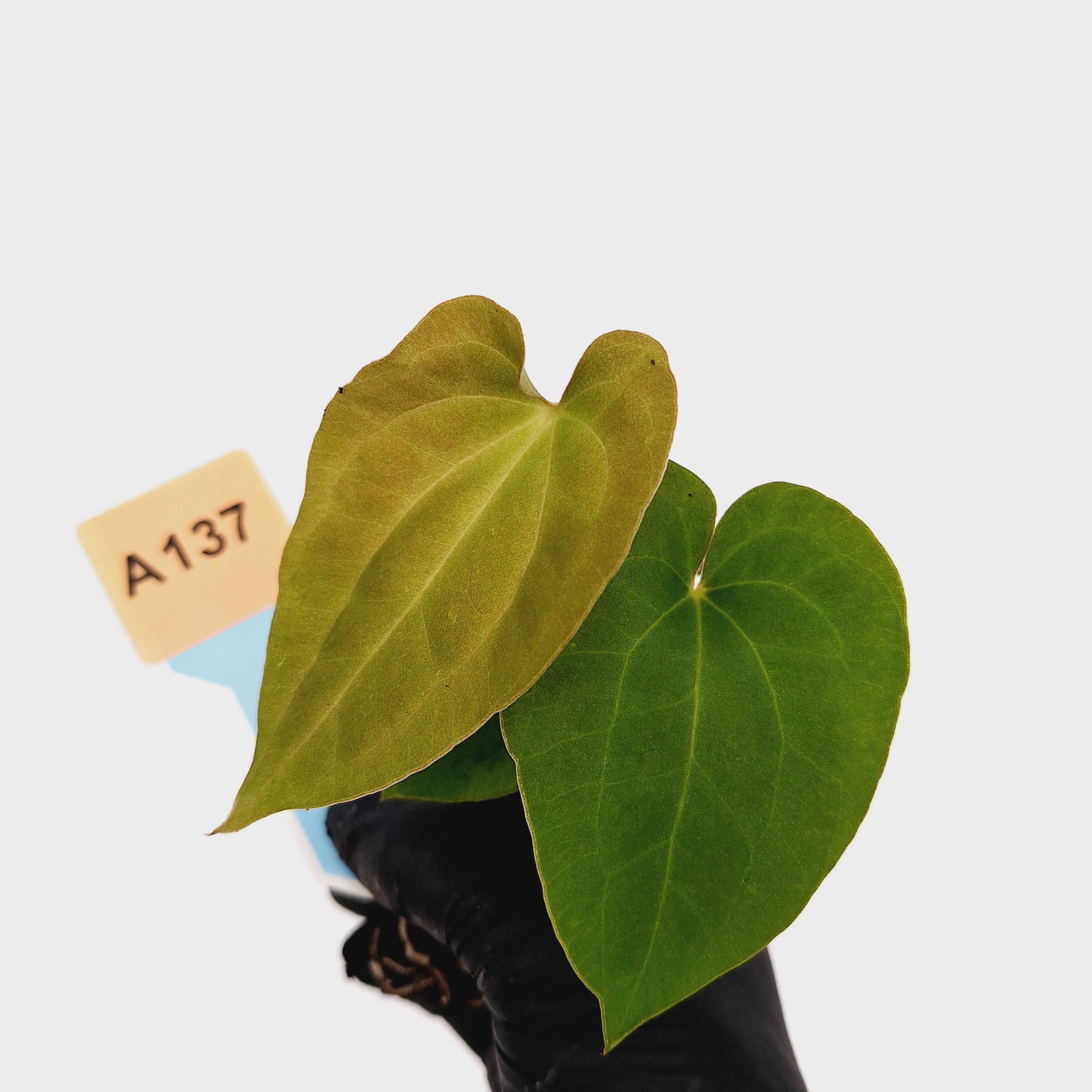 Anthurium &#39;Black Magic&#39;  - Bare Bottom Baby