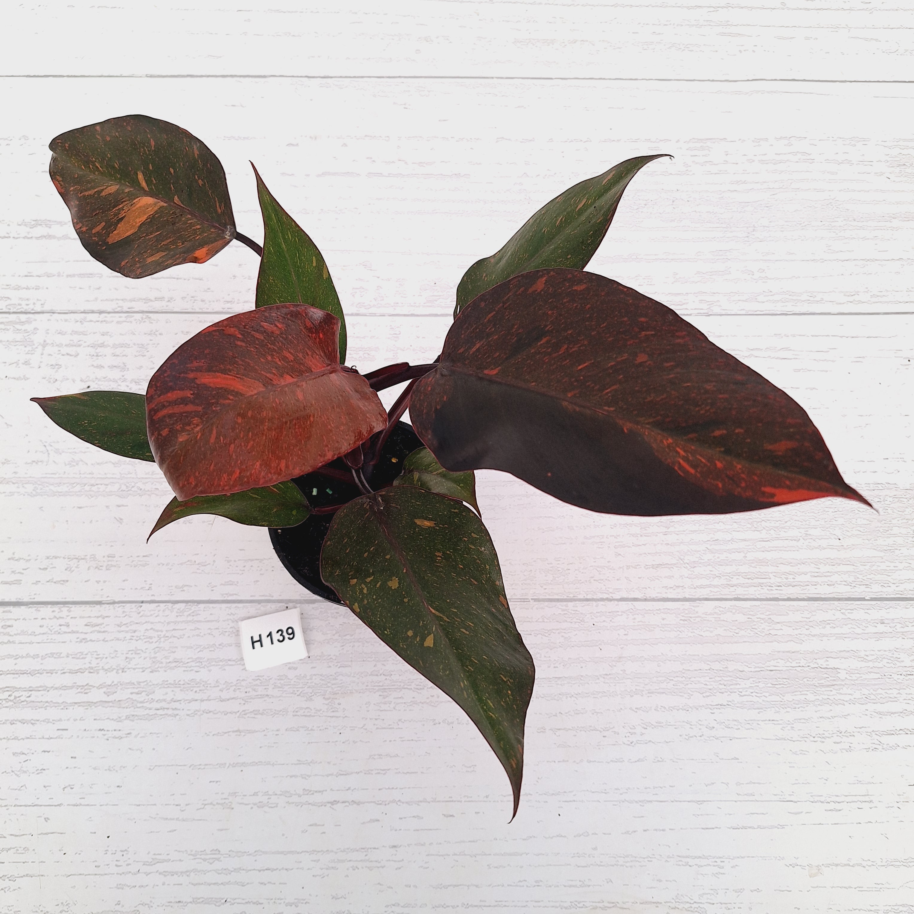Philodendron 'Orange Princess'