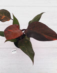 Philodendron 'Orange Princess'