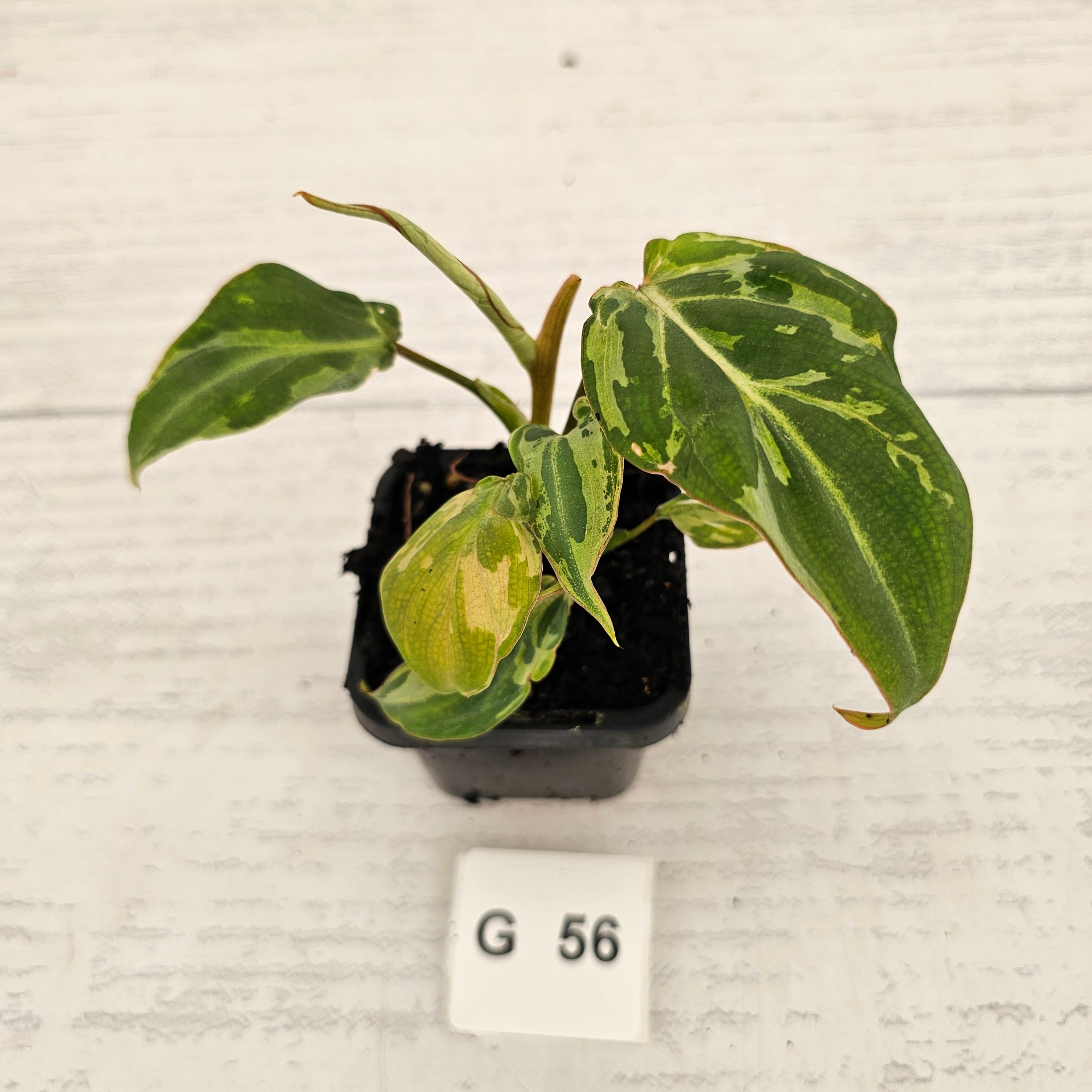 Philodendron gloriosum 'Snow Leopard'